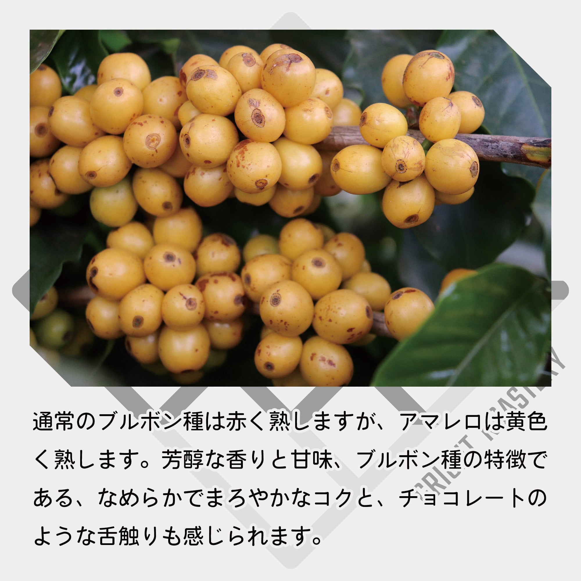 生豆 ブラジル ブルボンアマレロ ボンジャルディン農園 ナチュラル