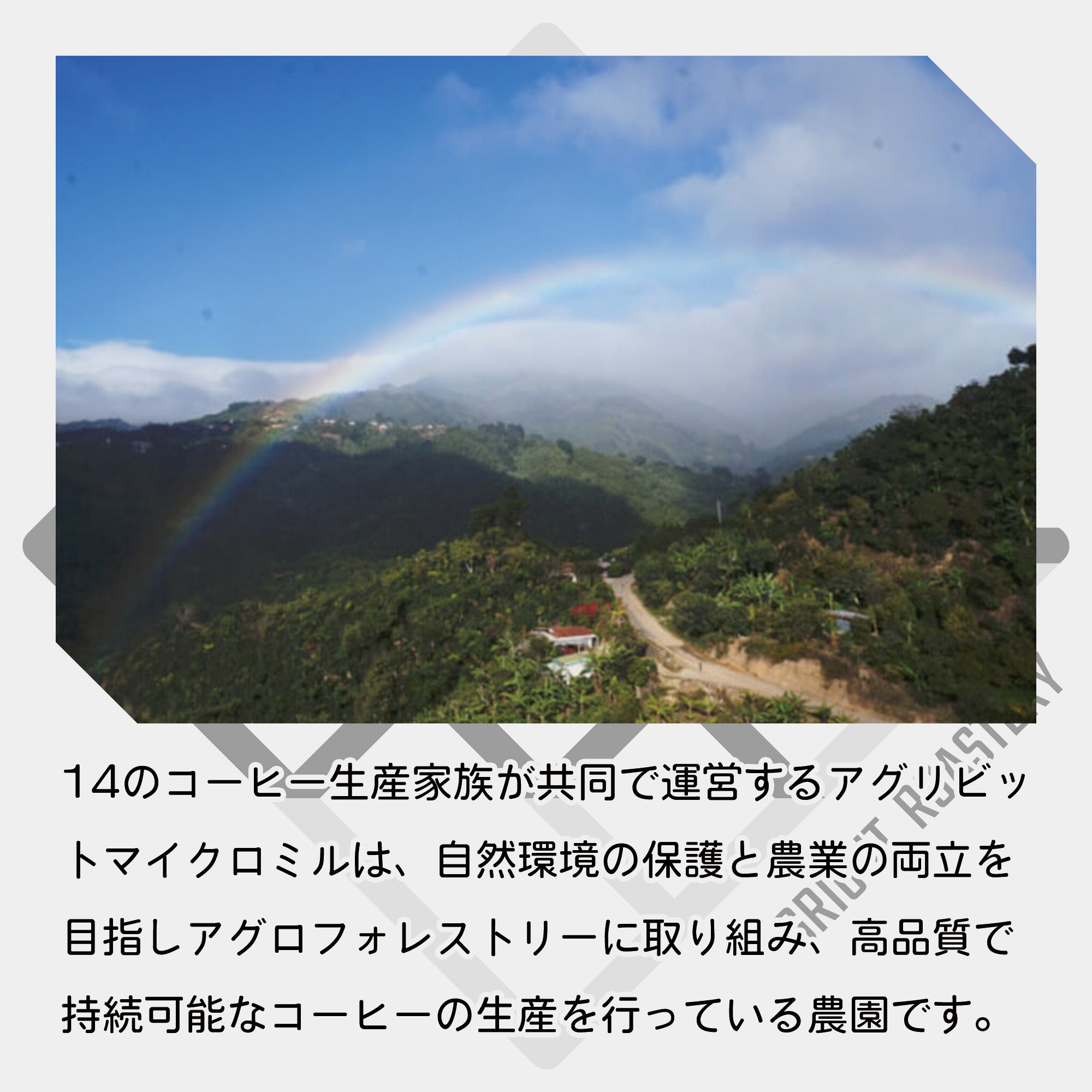 生豆 コスタリカ アグリビッド オレンジティピカ ハニー