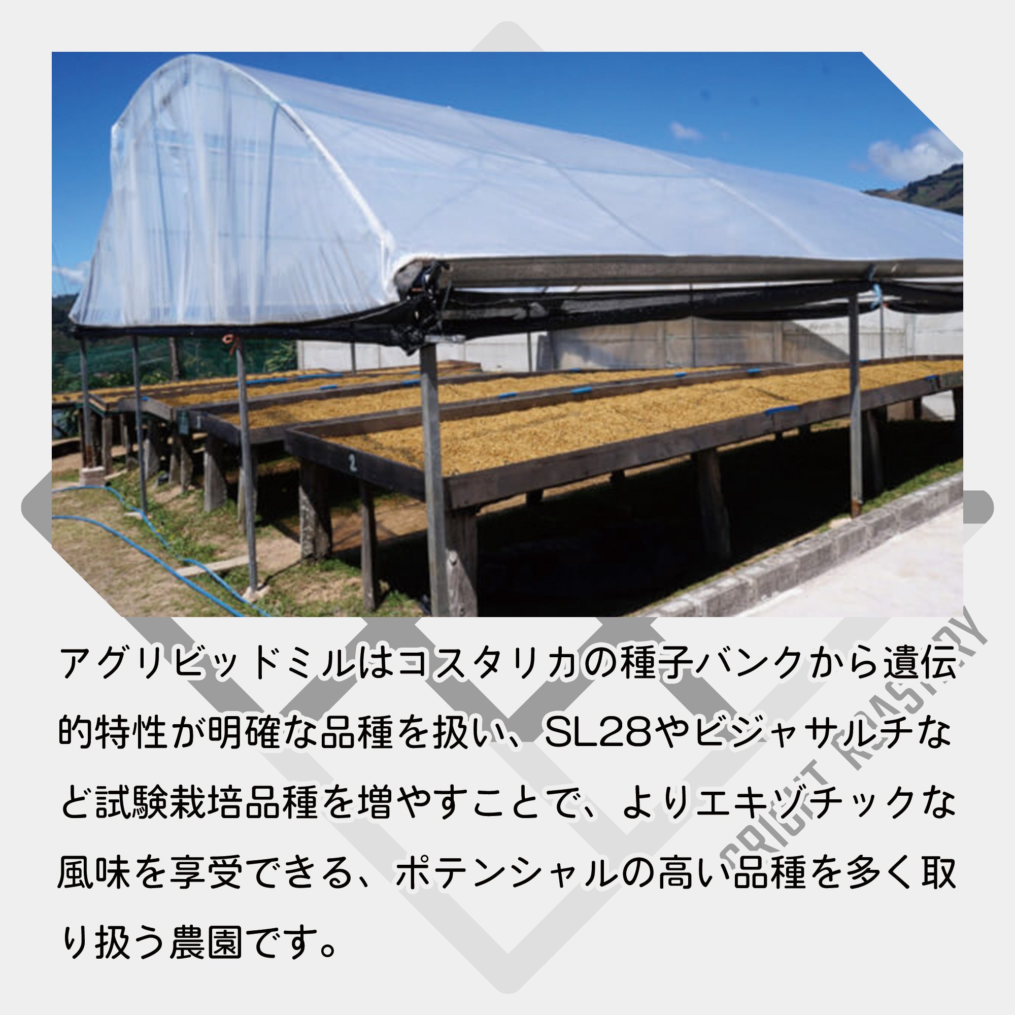 生豆 コスタリカ アグリビッド オレンジティピカ ハニー