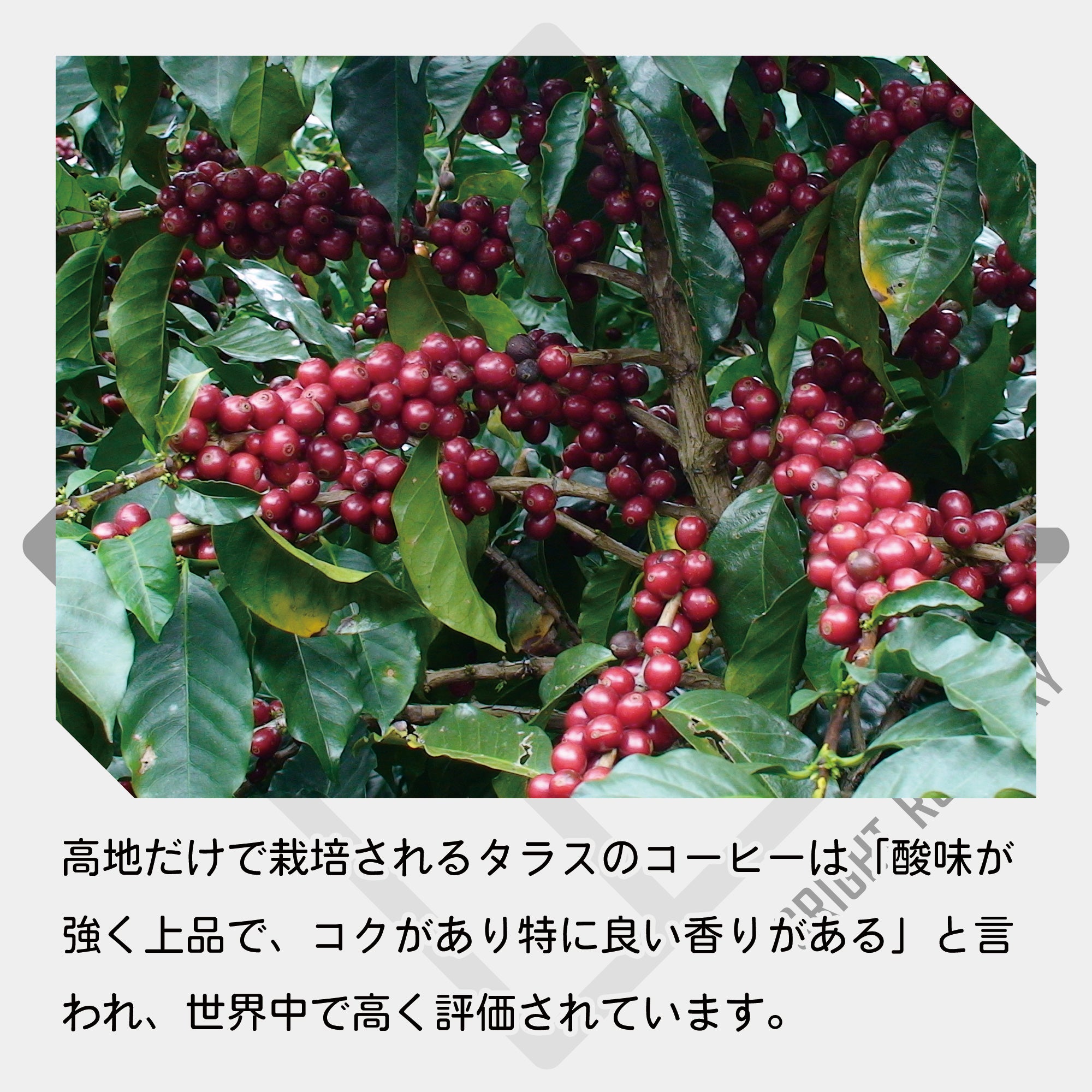 コスタリカ ラ・カンデリージャ ハニー コーヒー豆