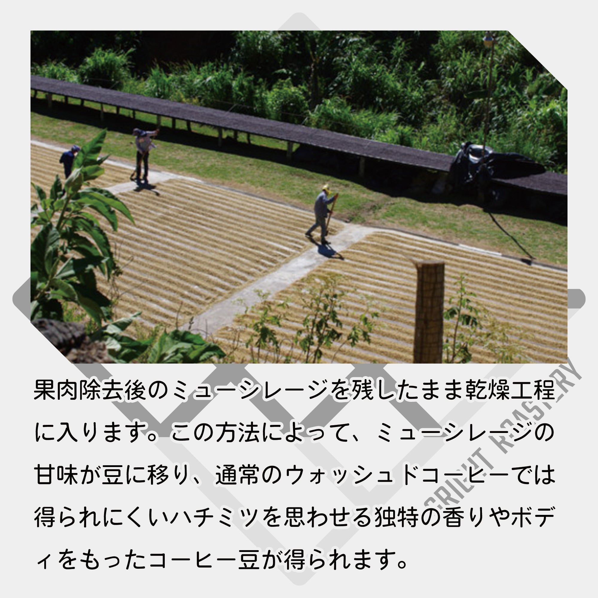 コスタリカ ラ・カンデリージャ ハニー コーヒー豆