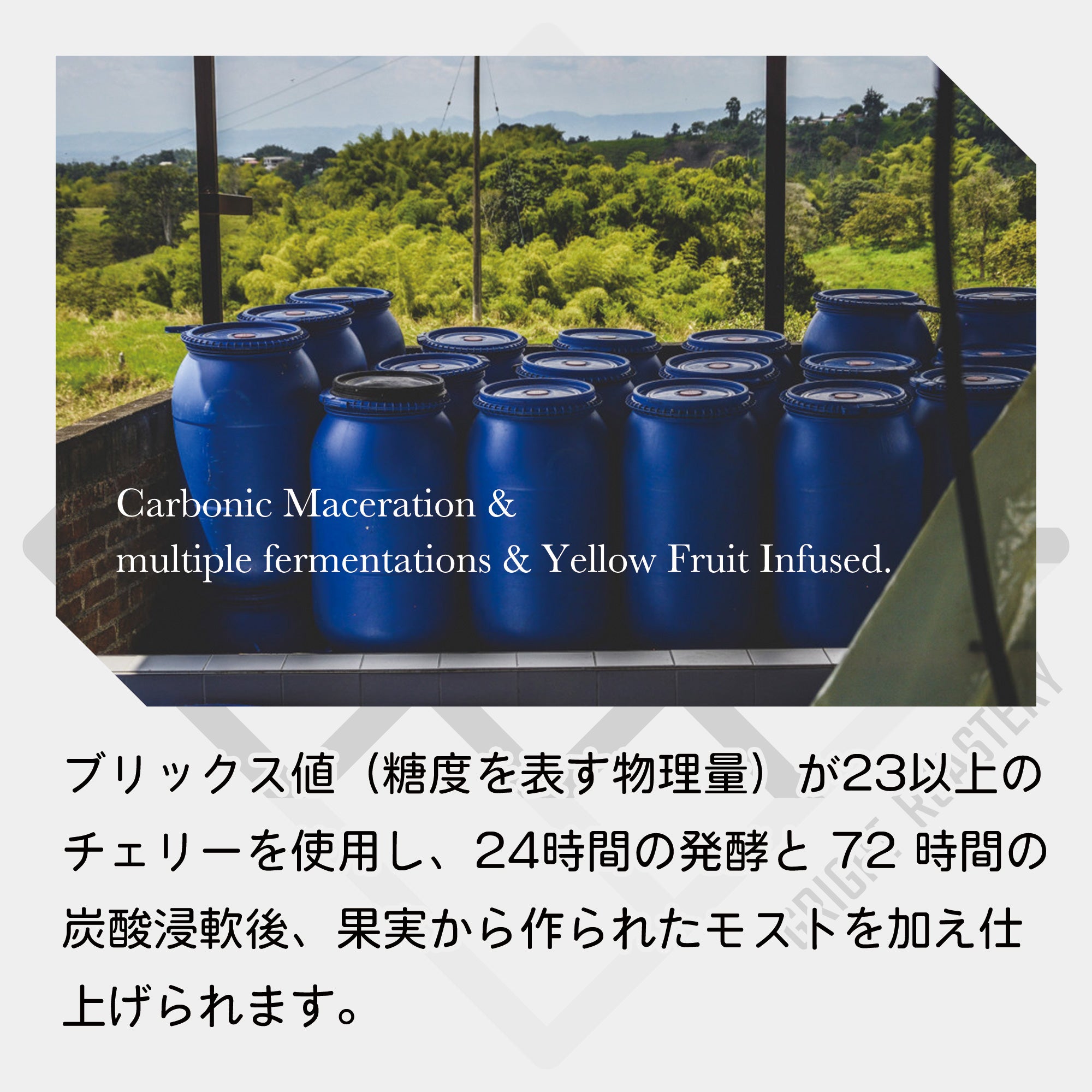 生豆 コロンビア カンポ・エルモッソ “パッション” カーボニックマセレーション マルチフルファーメーテーション イエローフルーツ インフューズド