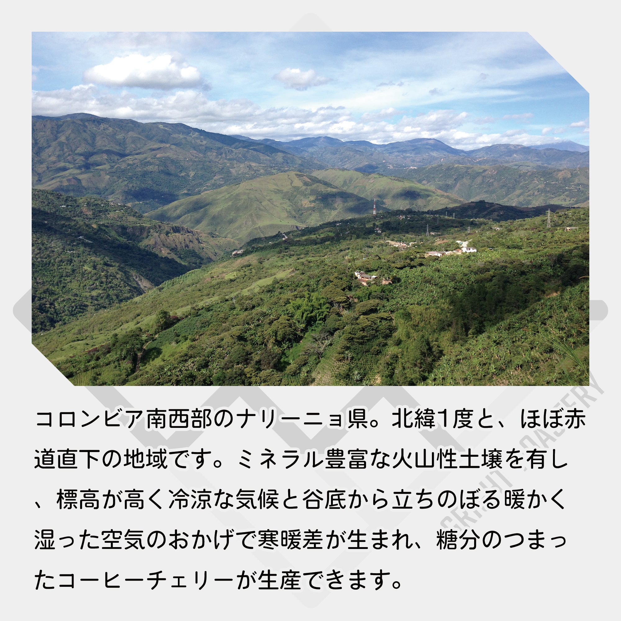 生豆 コロンビア ナリーニョ グランホヤ スプレモ