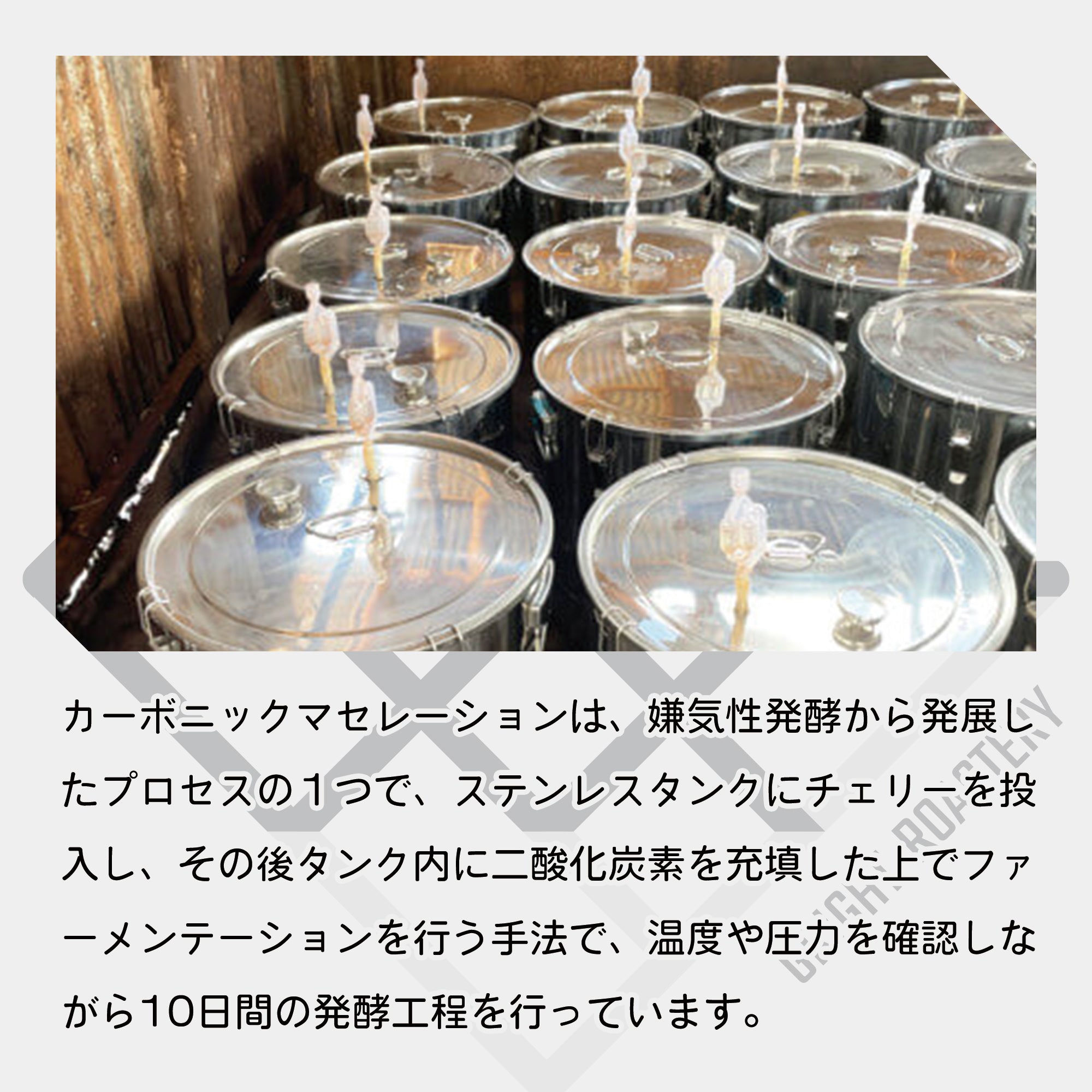 エチオピア ベンチ・マジ ゲシャ・カルマチ農園 G-1 カーボニックマセレーション ナチュラル コーヒー豆