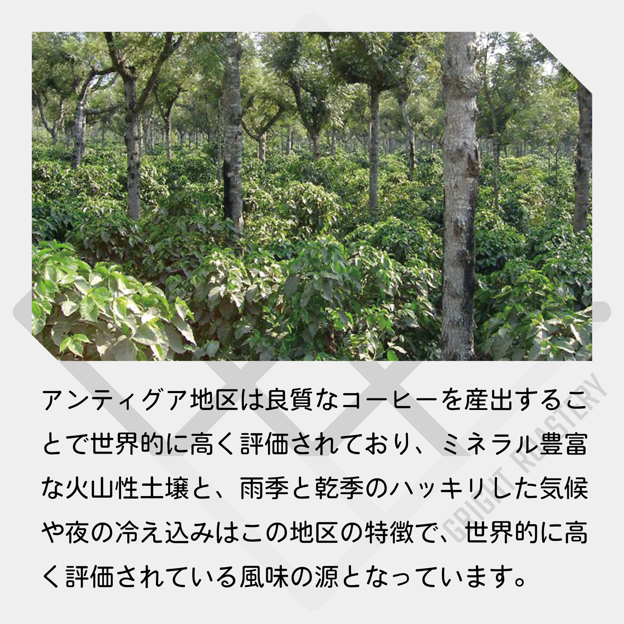 生豆 グアテマラ アンティグア アゾテア農園 ブルボンSHB