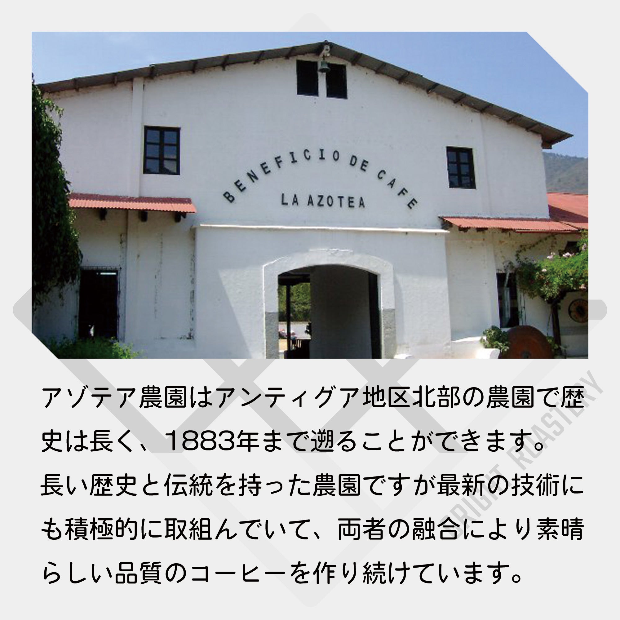 グァテマラ アンティグア アゾテア農園 ブルボンSHB コーヒー豆