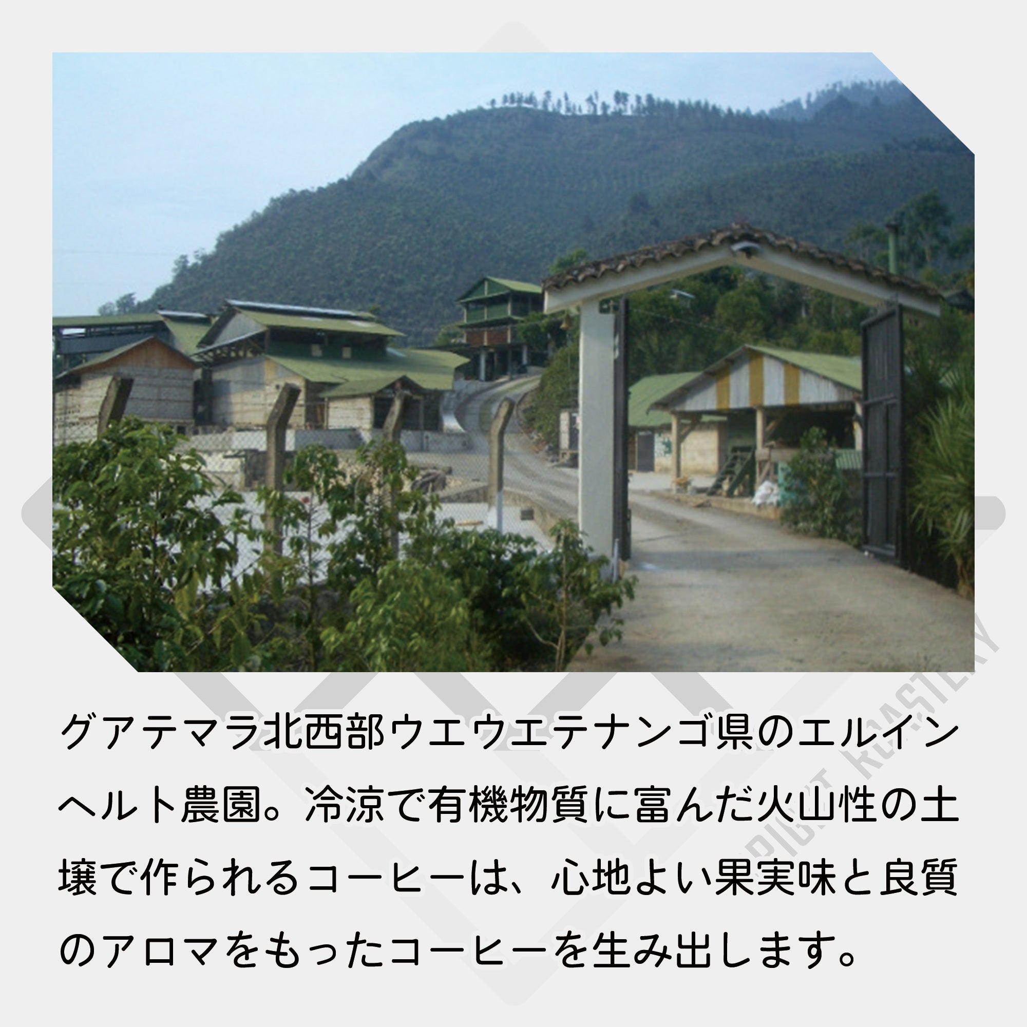 グァテマラ エルインヘルト農園 エチオピア ナチュラル コーヒー豆