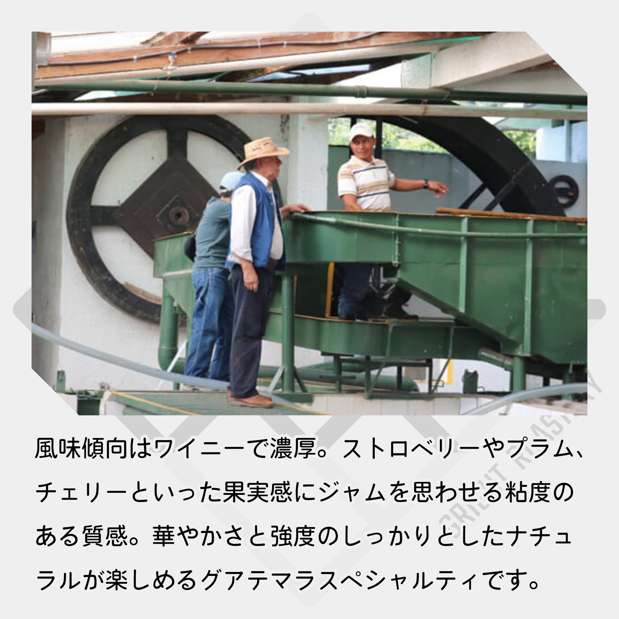 グァテマラ エルインヘルト農園 エチオピア ナチュラル コーヒー豆