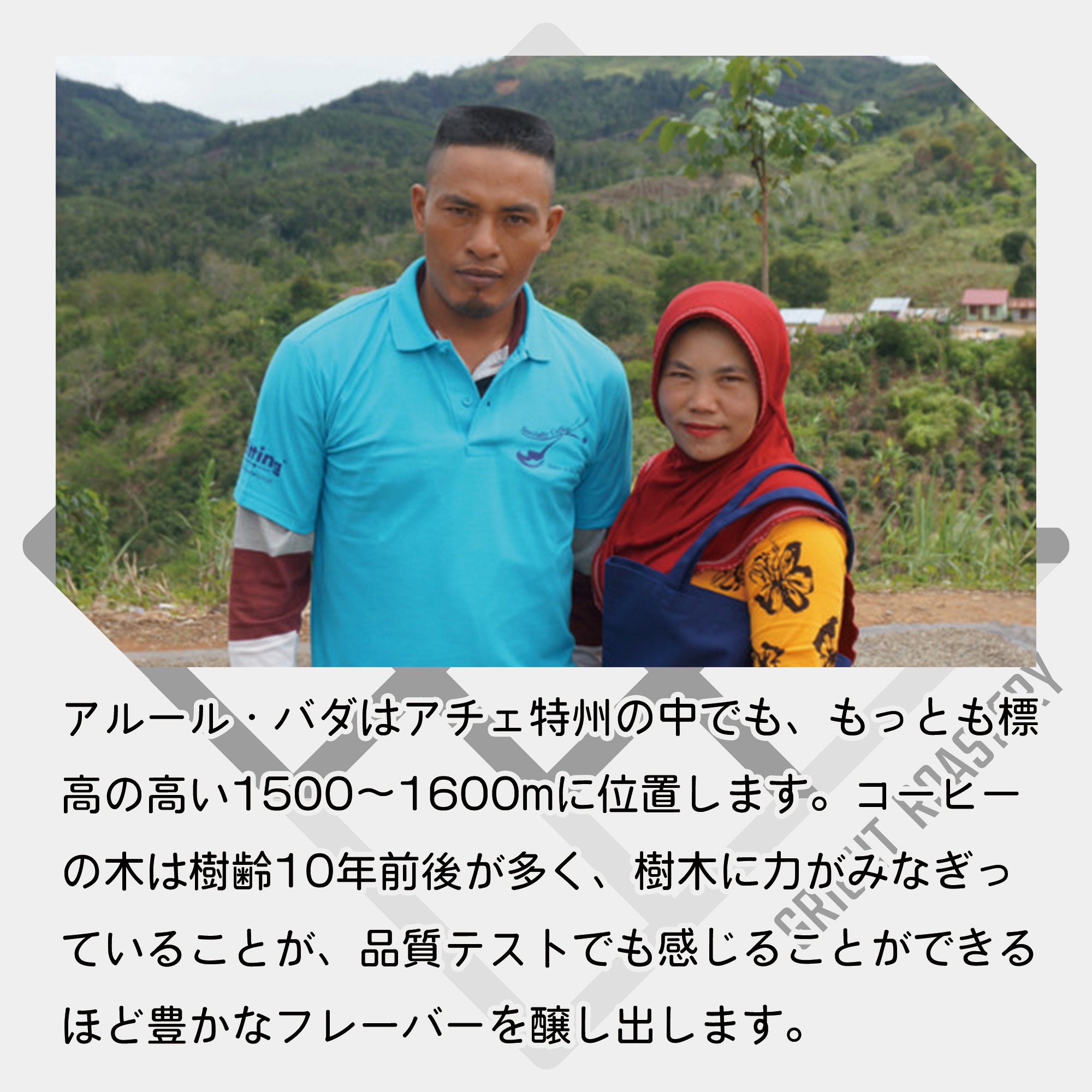 生豆 インドネシア アチェ アルールバダ マンデリン