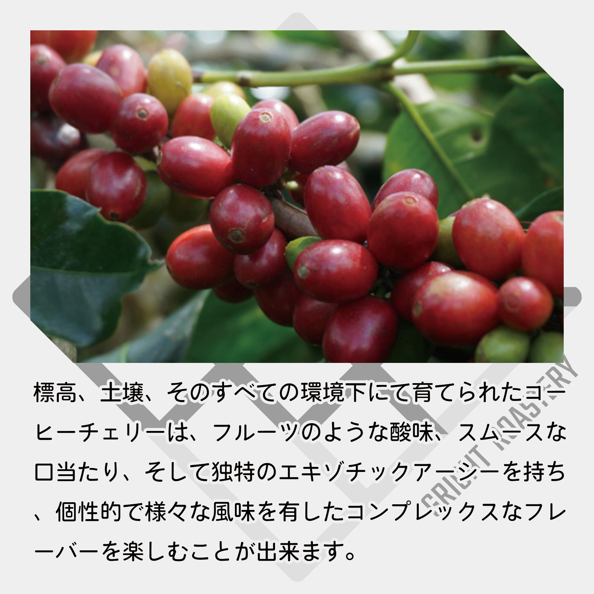 生豆 インドネシア アチェ アルールバダ マンデリン