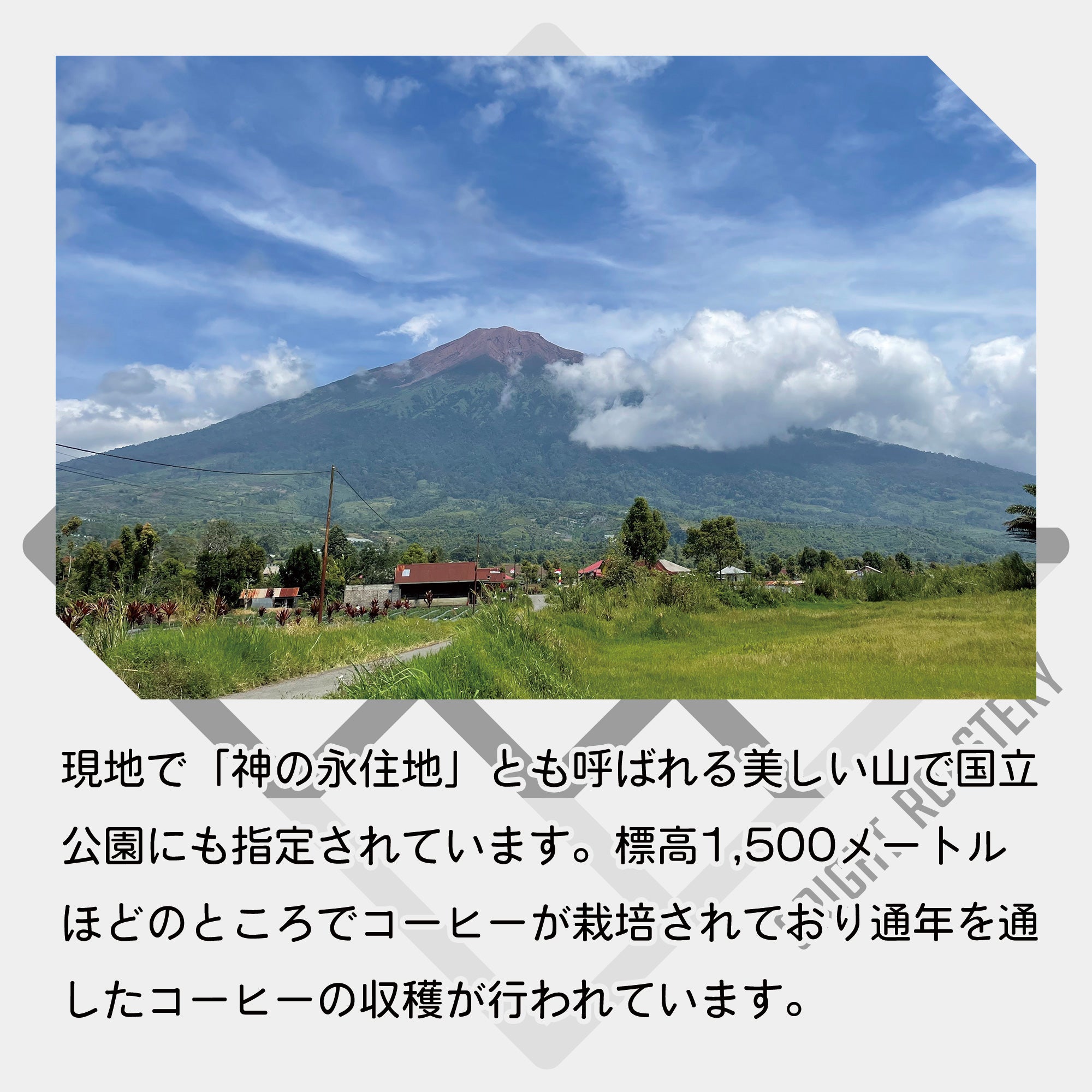 生豆 インドネシア クリンチマウンテン コピ ジェルク ナチュラル