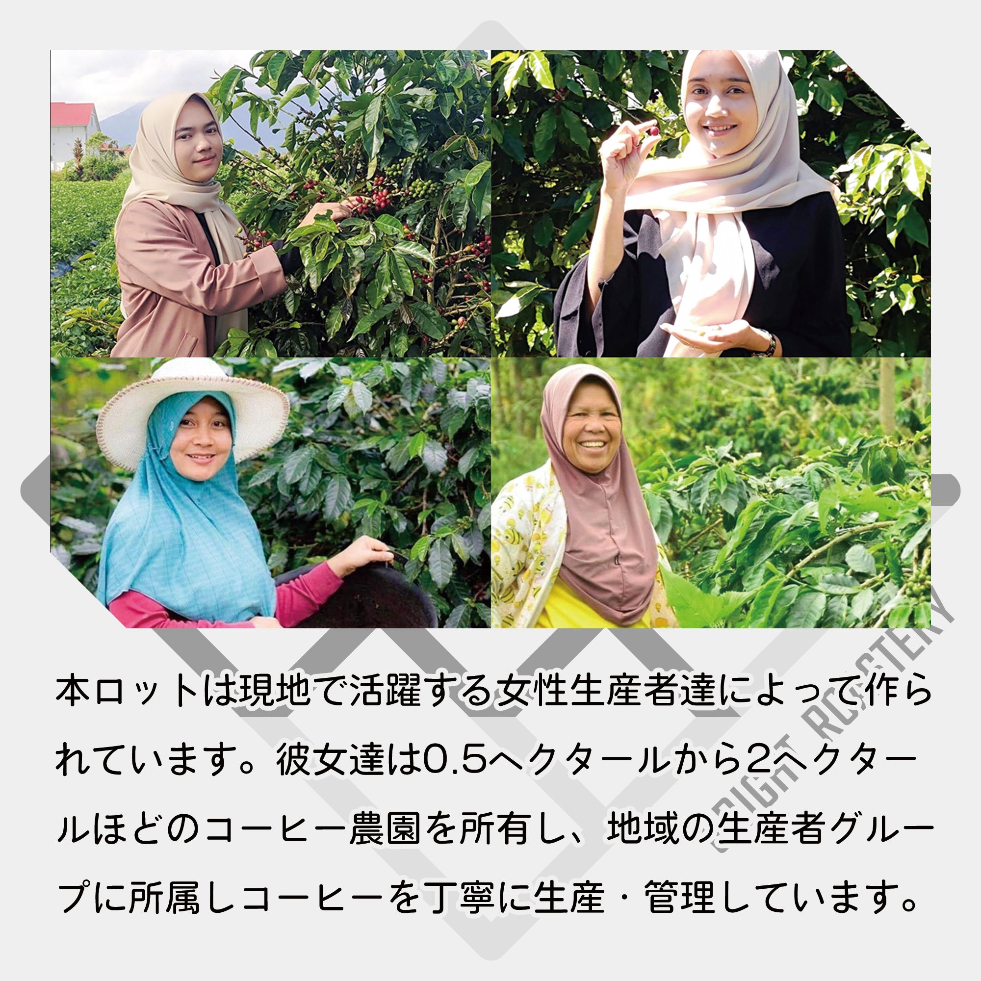 インドネシア クリンチマウンテン コピ ジェルク ナチュラル コーヒー豆