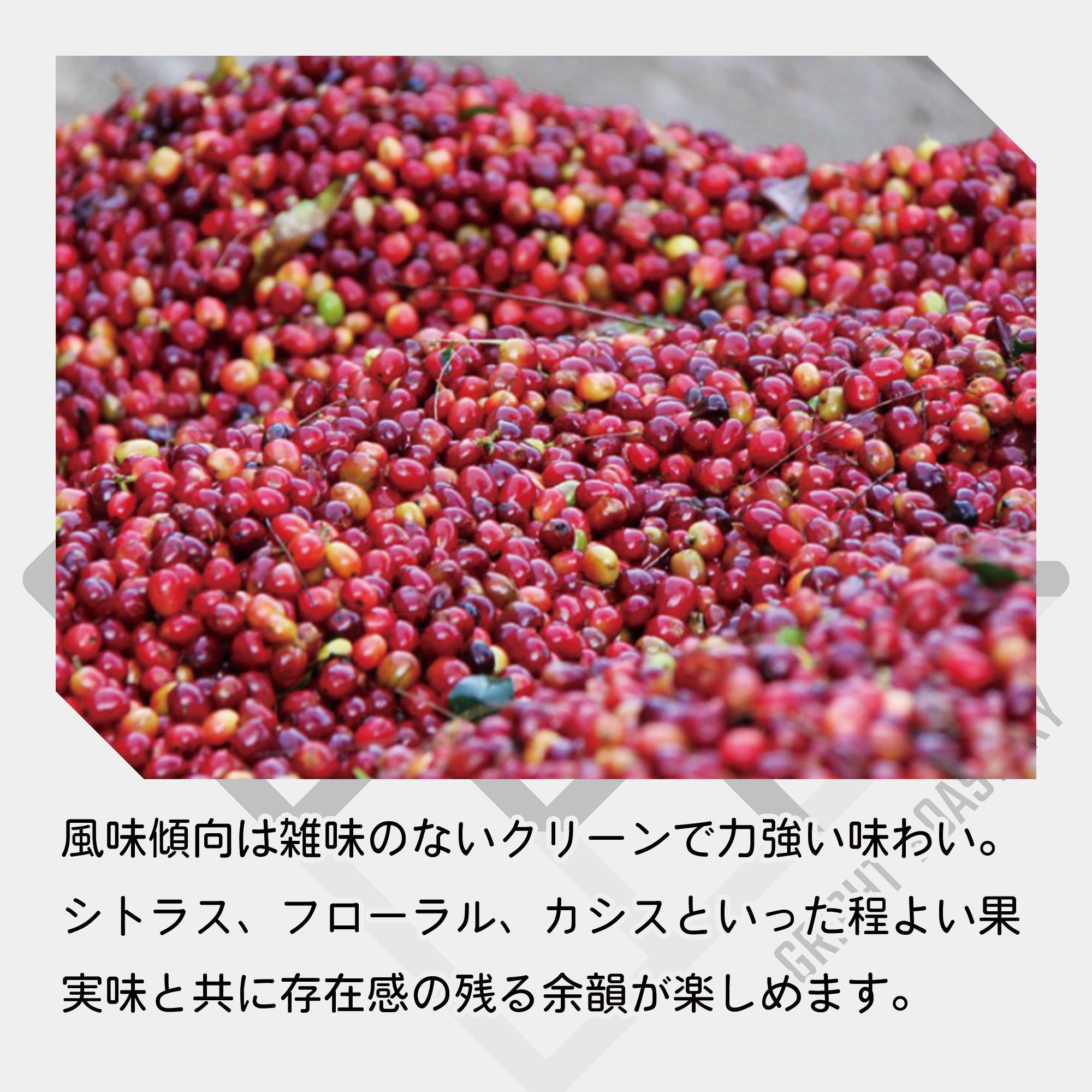 パプアニューギニア コルブラン農園 A ウォッシュド コーヒー豆