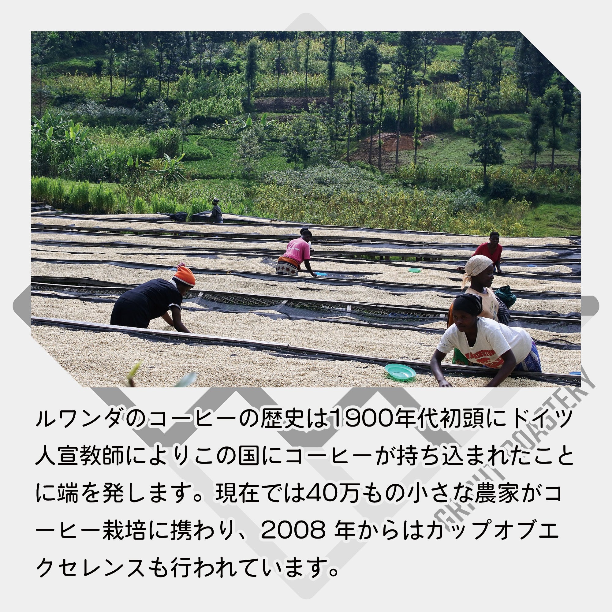 ルワンダ スカイヒル コプロカ WS ウォッシュド コーヒー豆