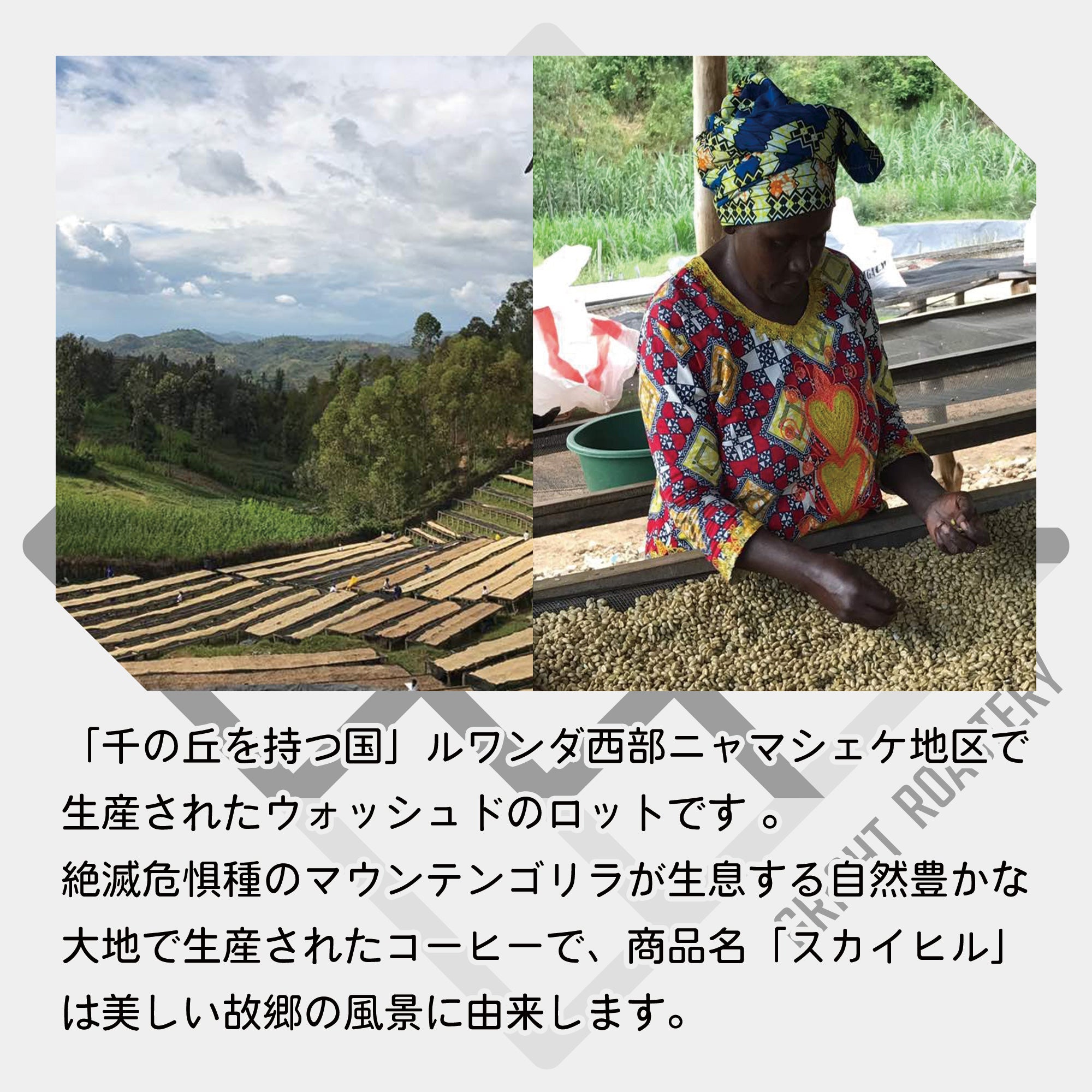 生豆 ルワンダ スカイヒル コプロカ WS ウォッシュド