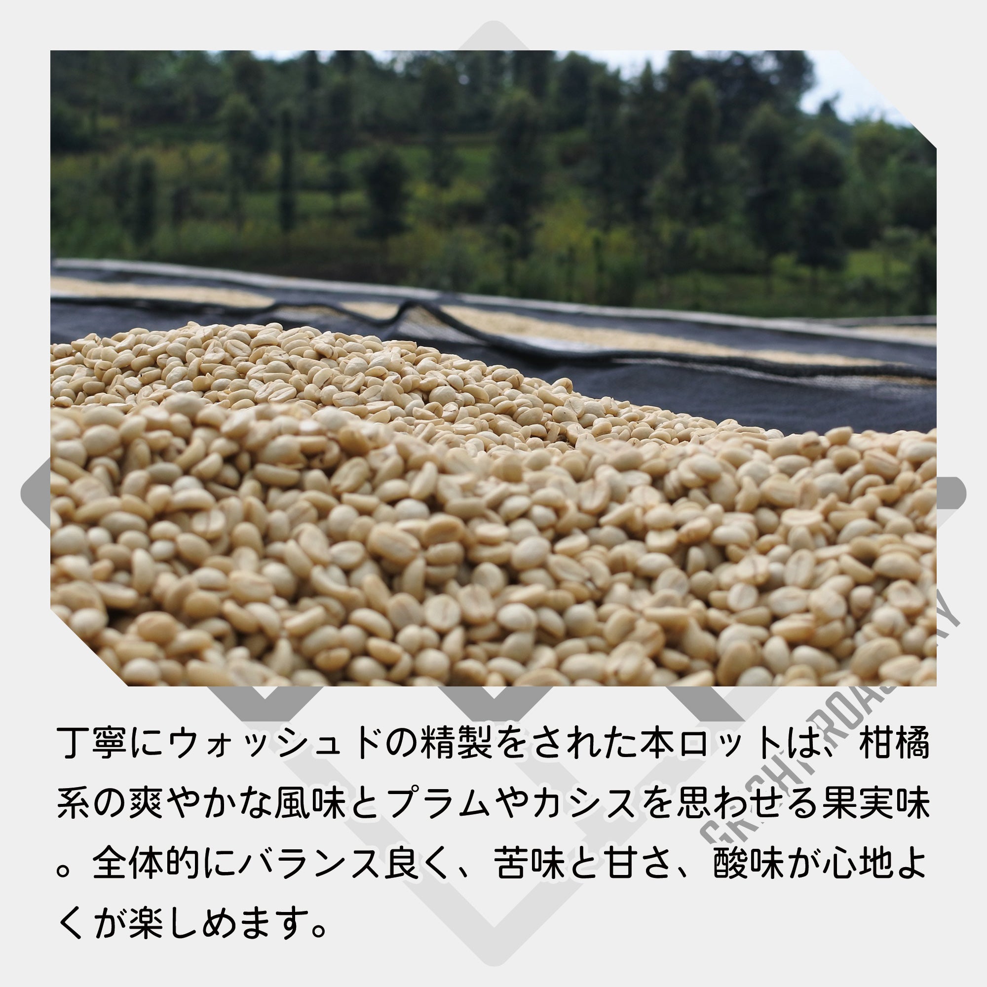 ルワンダ スカイヒル コプロカ WS ウォッシュド コーヒー豆