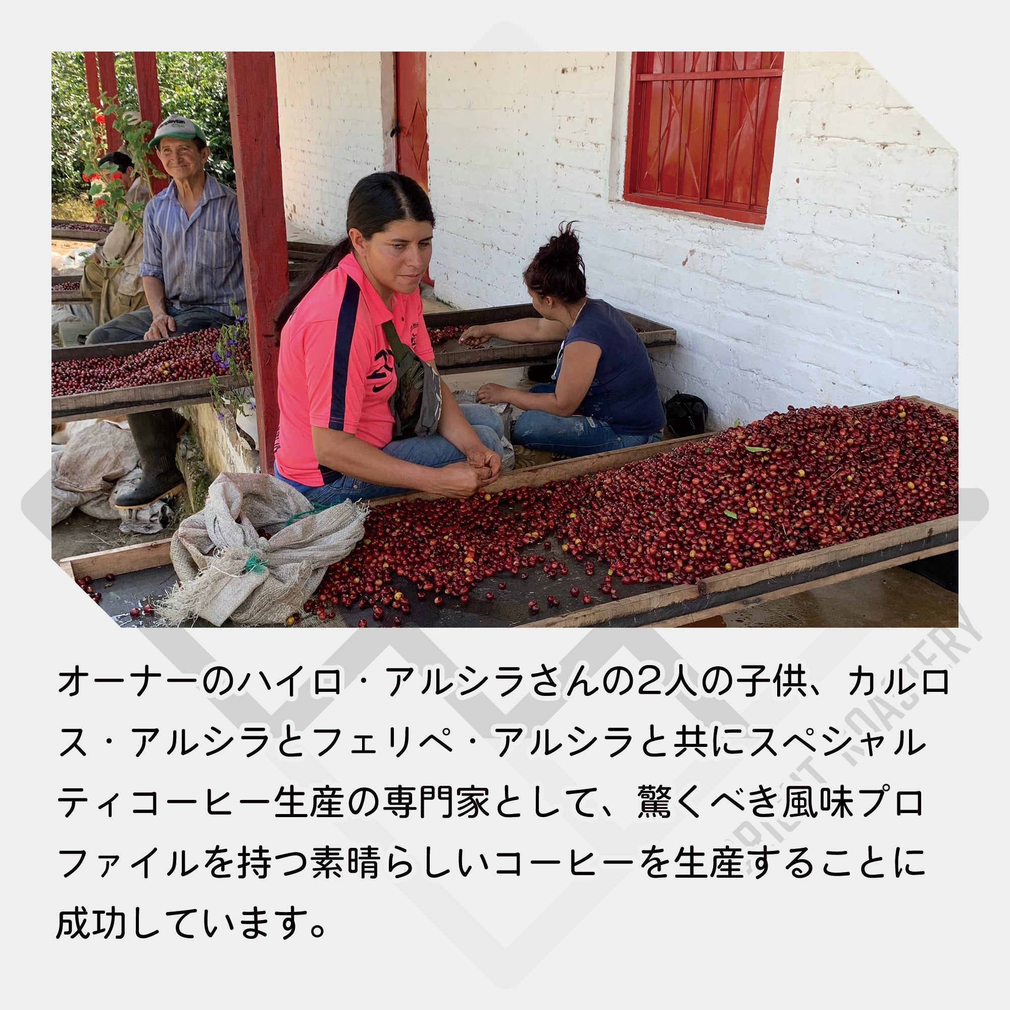 コロンビア キンディオ サンタモニカ農園 パパヨ / オンブリゴン - ナチュラル コーヒー豆