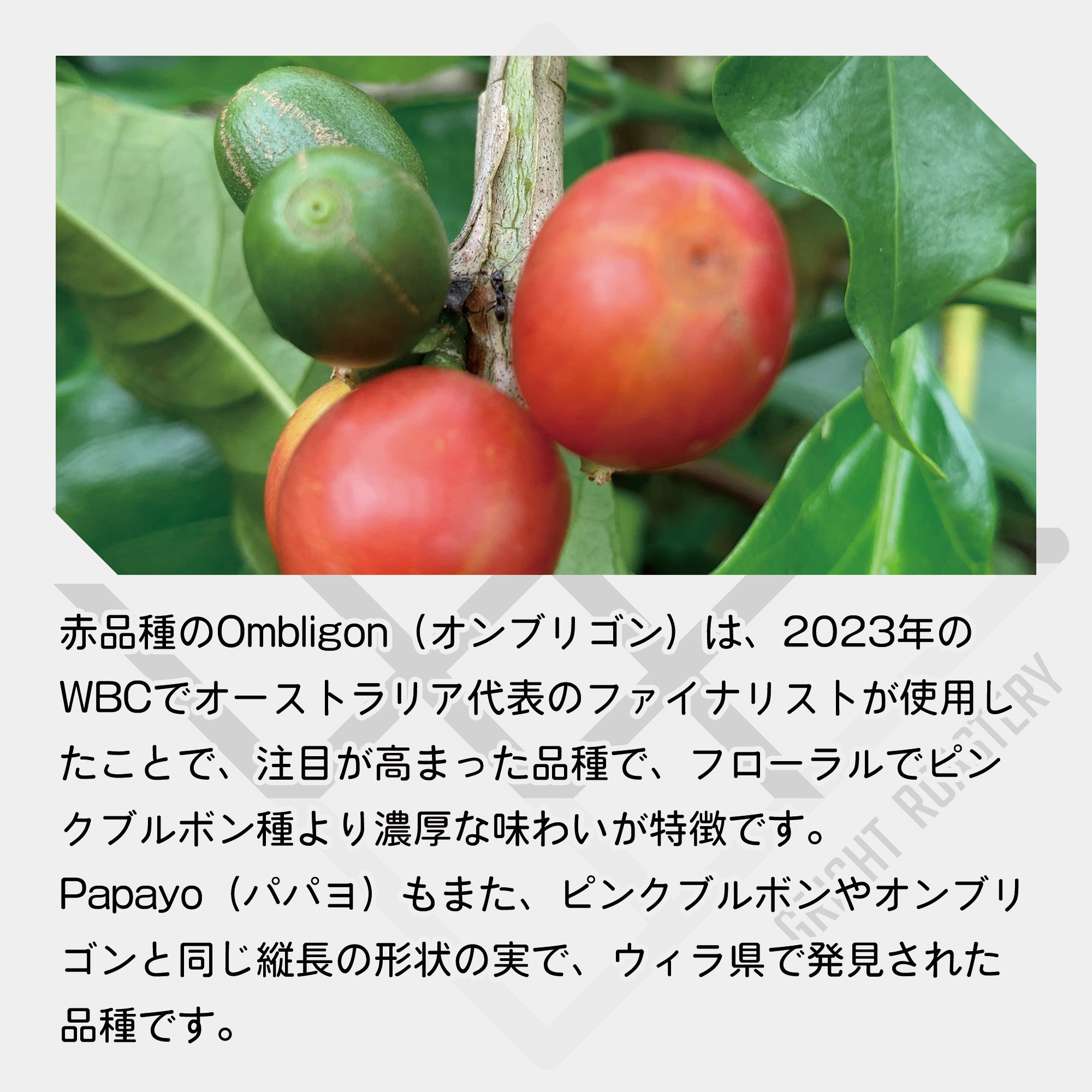 生豆 コロンビア キンディオ サンタモニカ農園 パパヨ / オンブリゴン ナチュラル