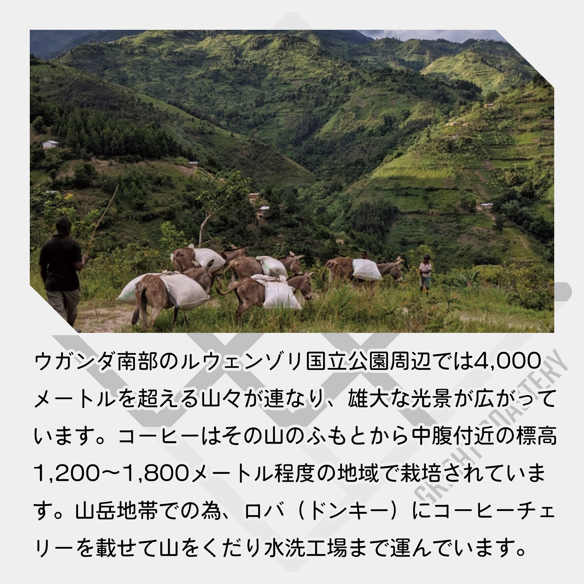 生豆 ウガンダ ルウェンゾリ ドンキー アフリカンムーン ナチュラル A