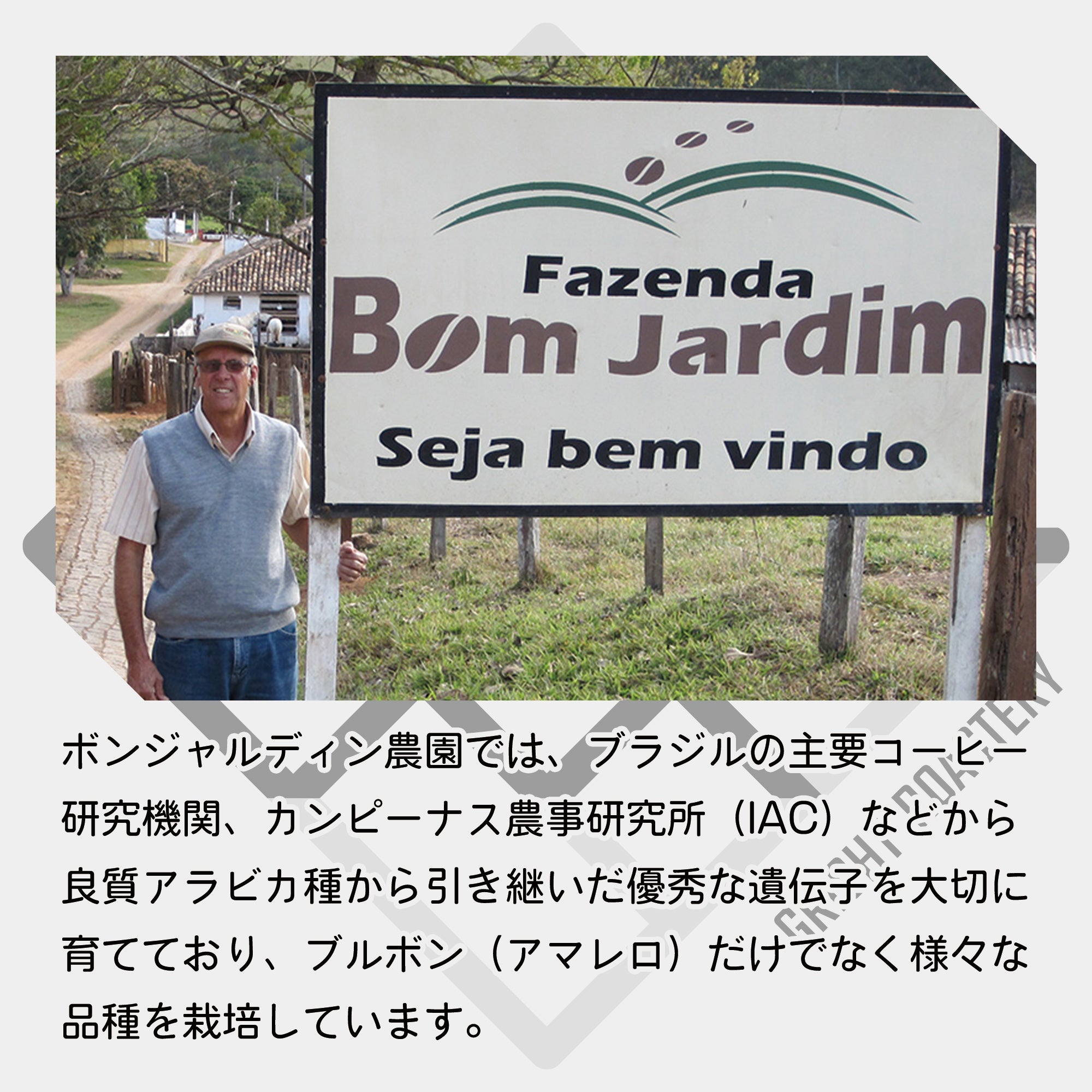 ブラジル ブルボンアマレロ ボンジャルディン農園 ナチュラル コーヒー豆