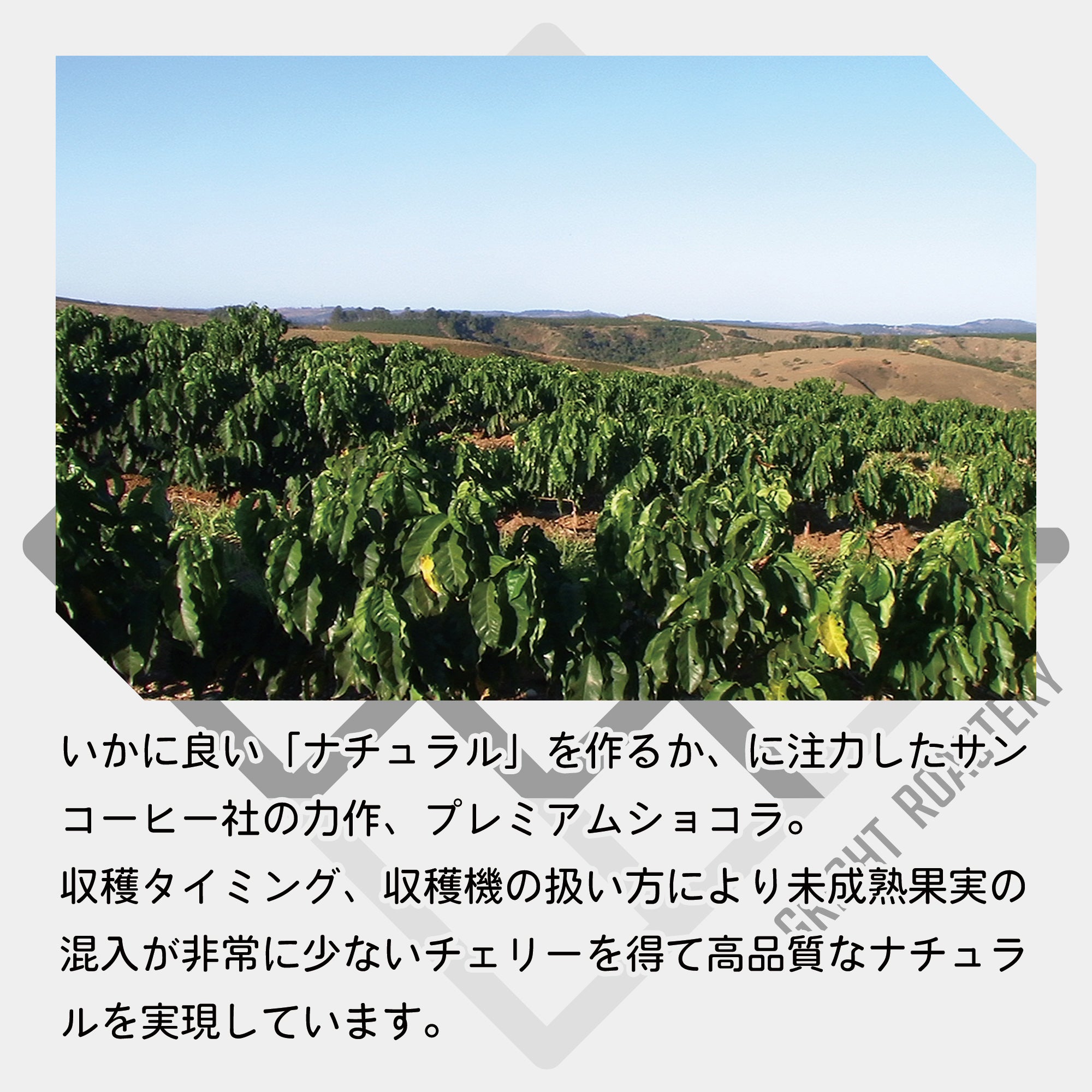 ブラジル サントアントニオ プレミアムショコラ ナチュラル コーヒー豆