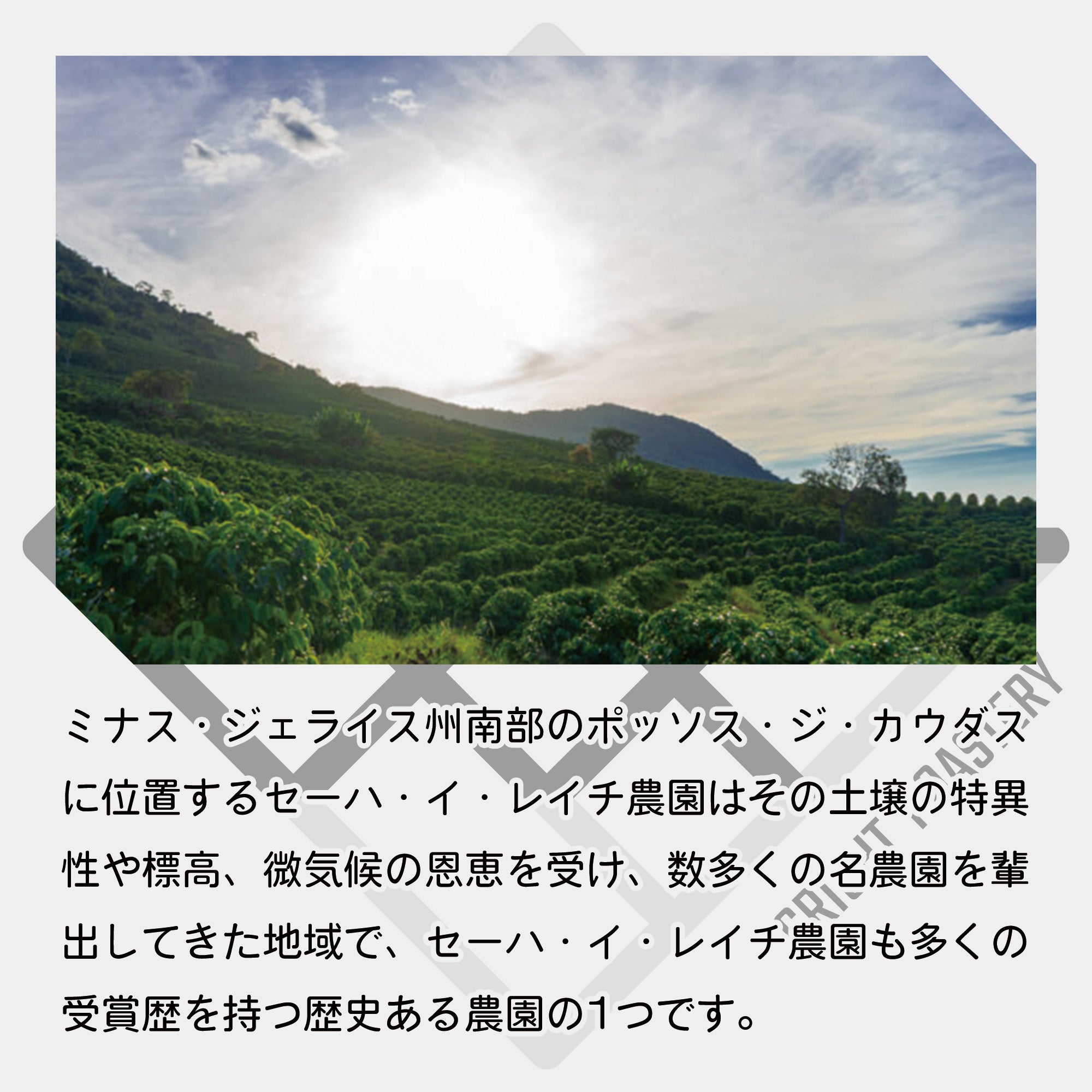 生豆 ブラジル セーハ・イ・レイチ農園 アララ パルプドナチュラル