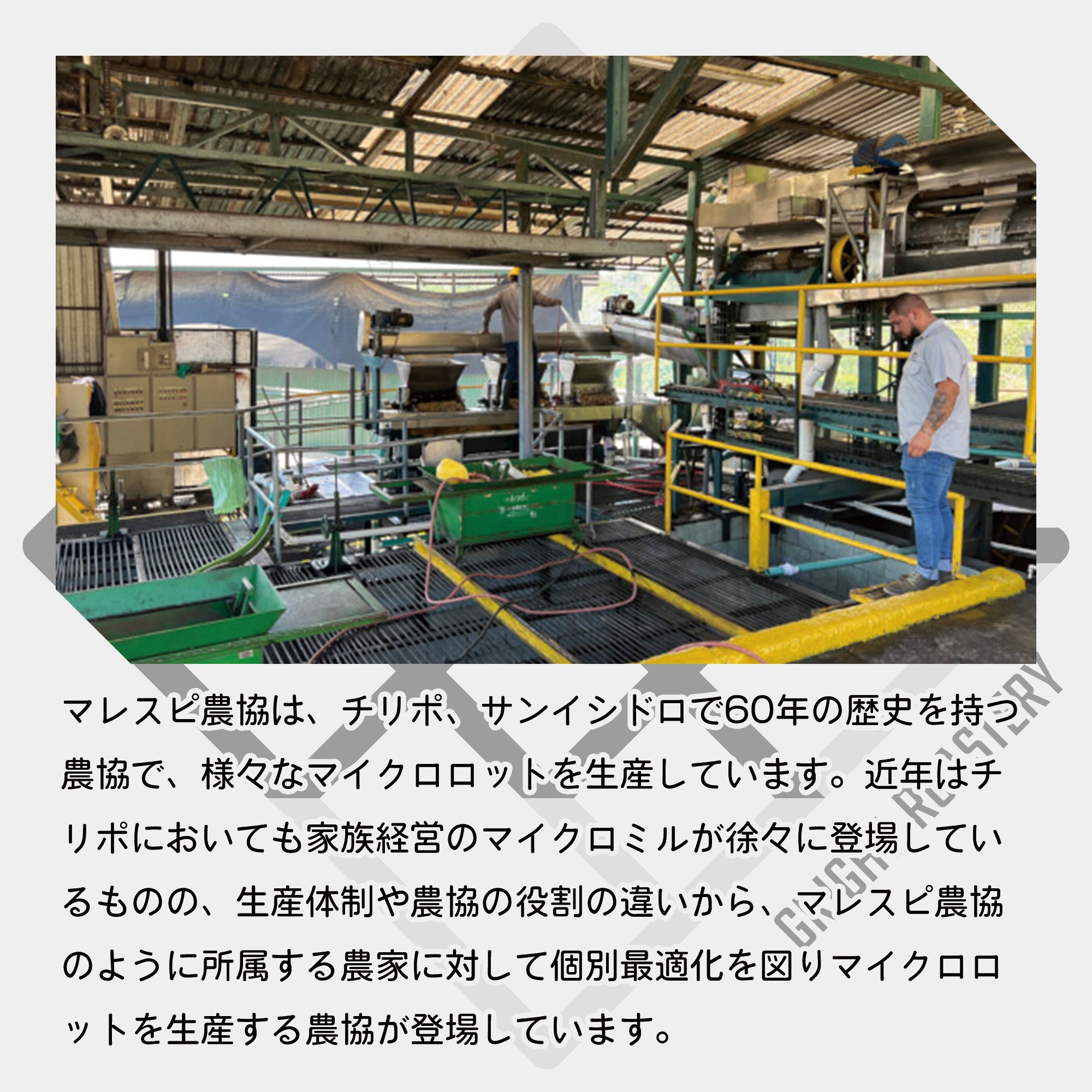 コスタリカ マレスピ ロス・モンヘ ナチュラル コーヒー豆
