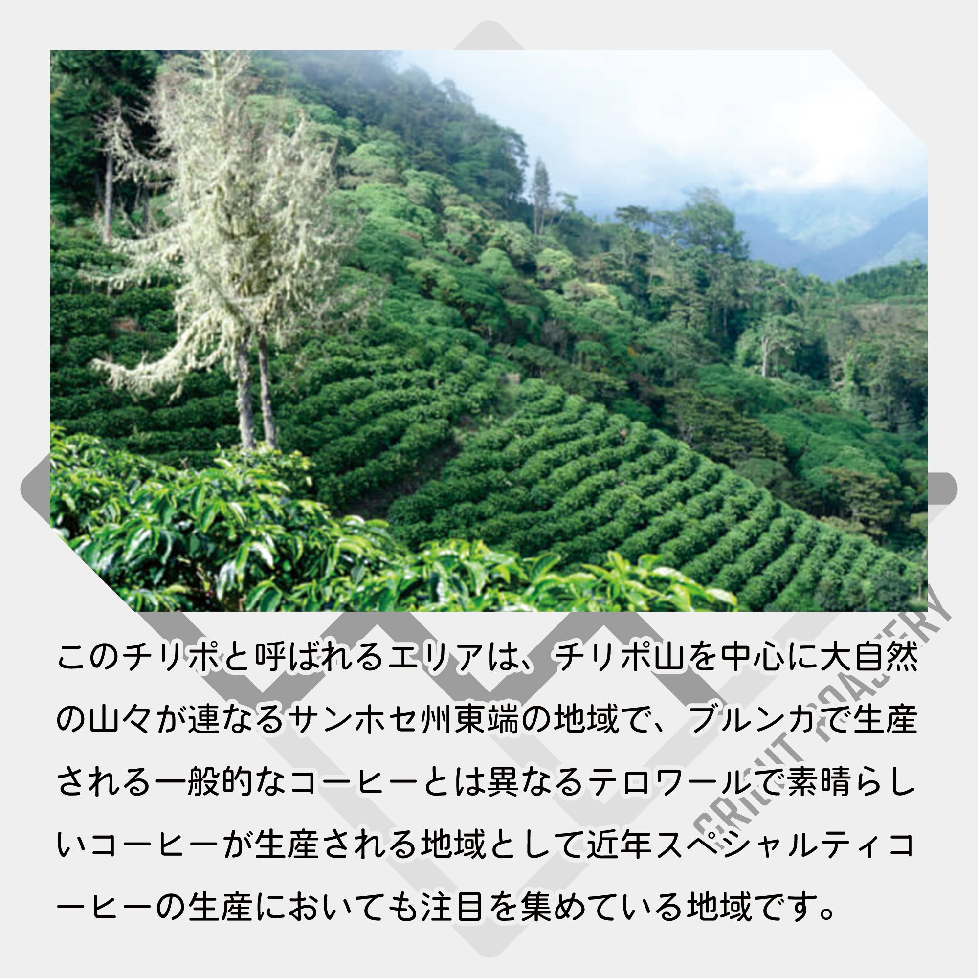 コスタリカ マレスピ ロス・モンヘ ナチュラル コーヒー豆