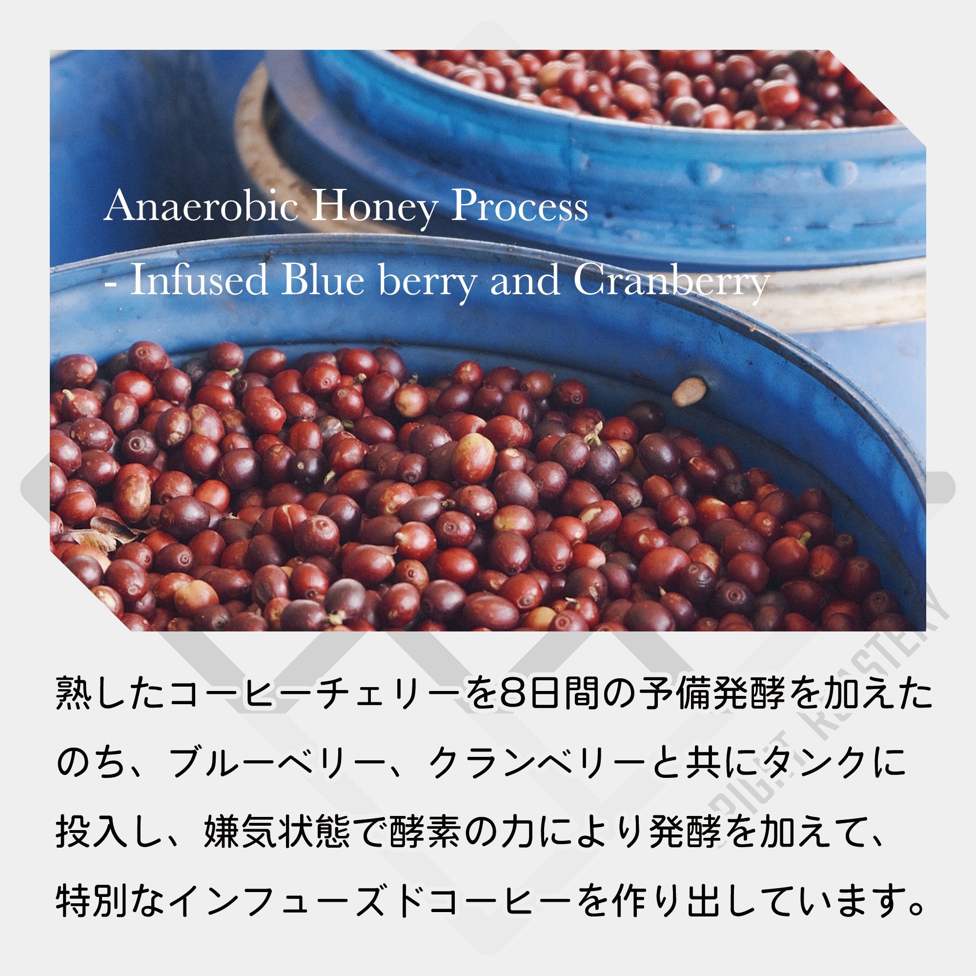 中国 雲南省 No-stone Coffee Co - Anaerobic Honey Process & Infused Blue berry and Cranberry コーヒー豆