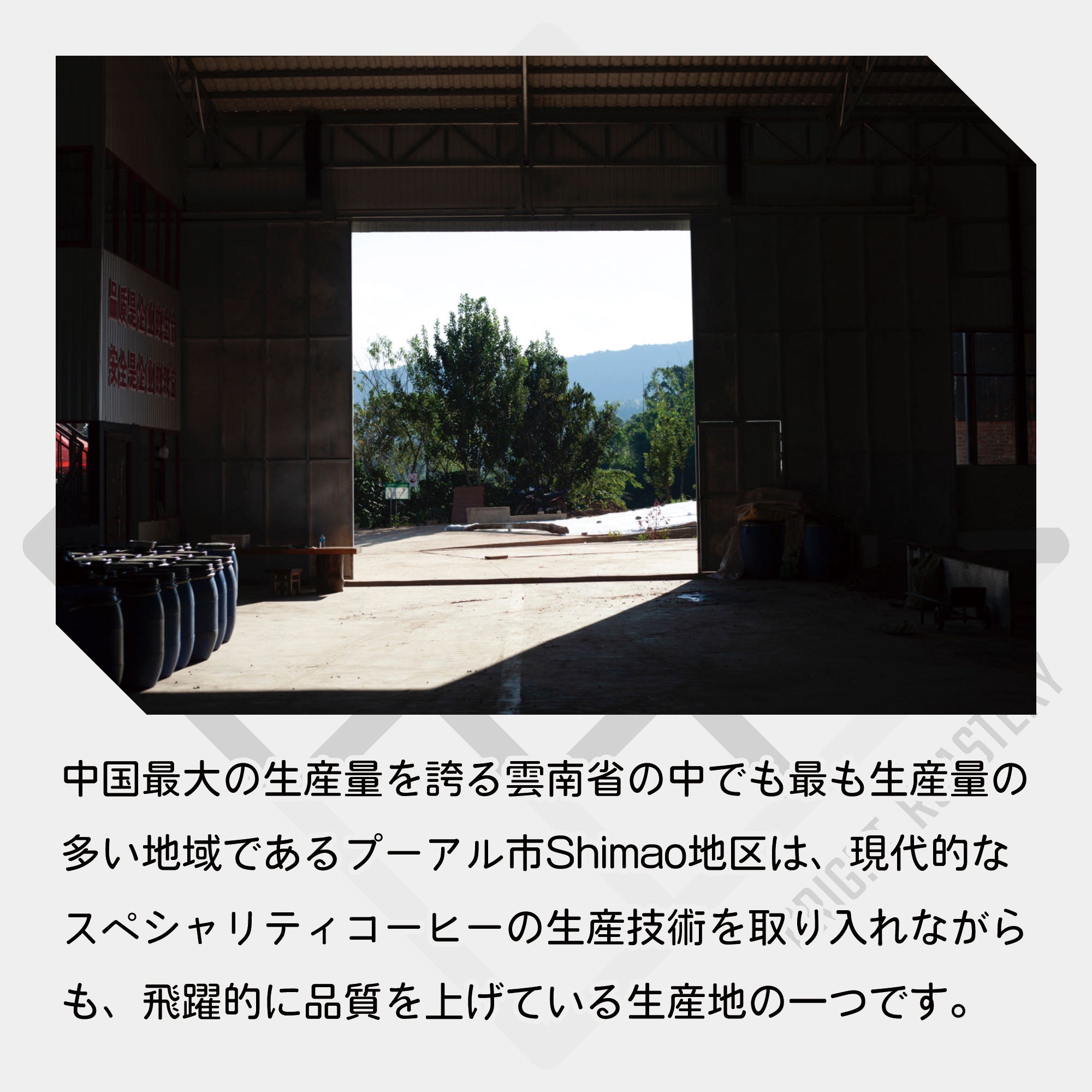 中国 雲南省 No-stone Coffee Co - Anaerobic Honey Process & Infused Lemon & Bergamot コーヒー豆