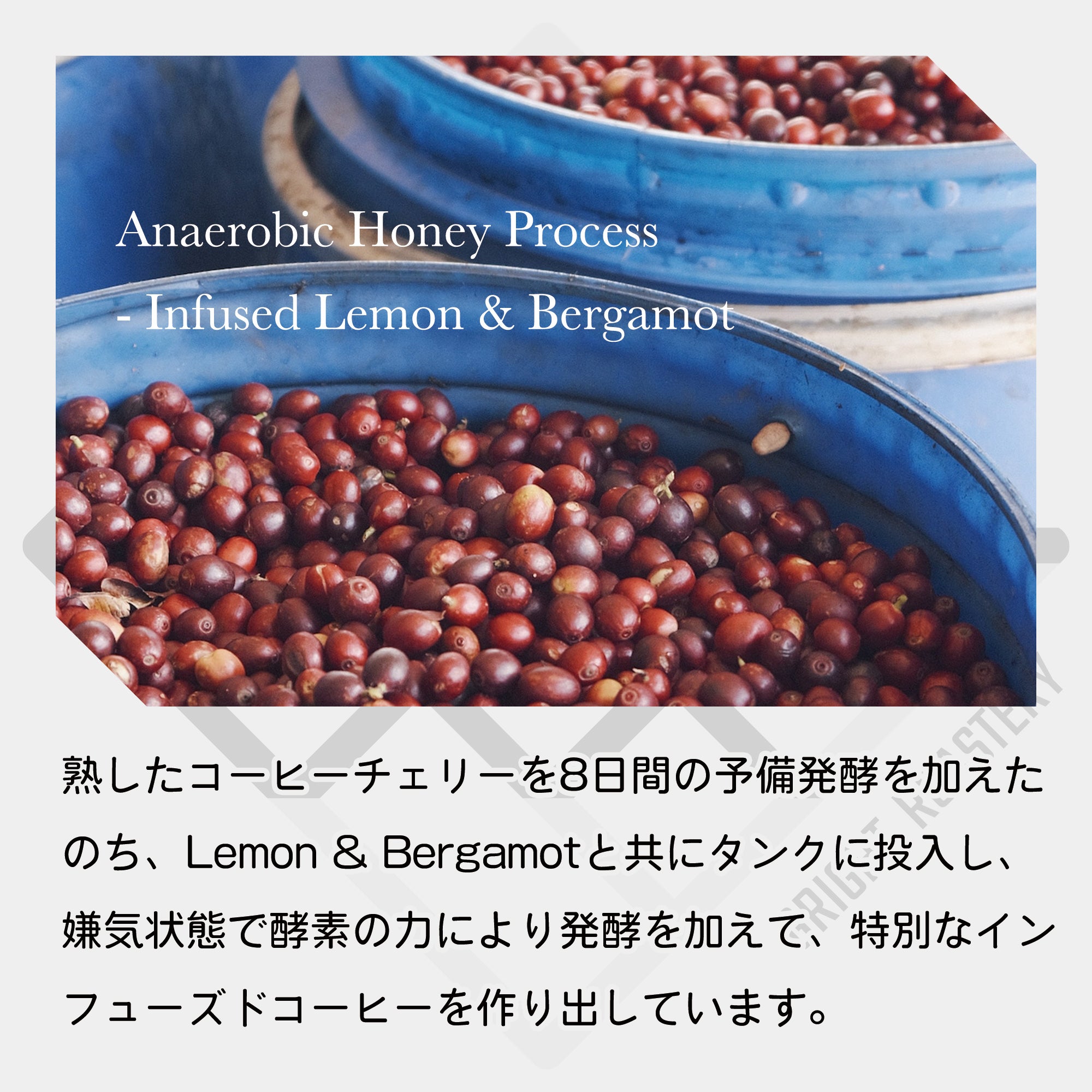 中国 雲南省 No-stone Coffee Co - Anaerobic Honey Process & Infused Lemon & Bergamot コーヒー豆