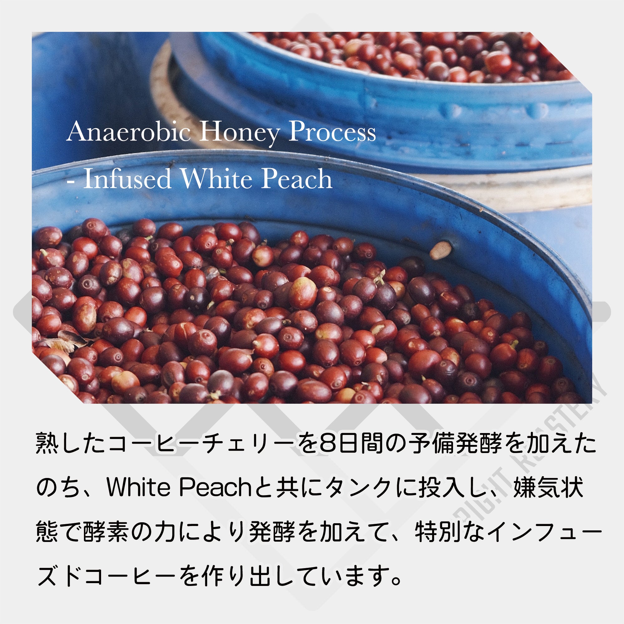 中国 雲南省 No-stone Coffee Co - Anaerobic Honey Process & Infused White Peach コーヒー豆