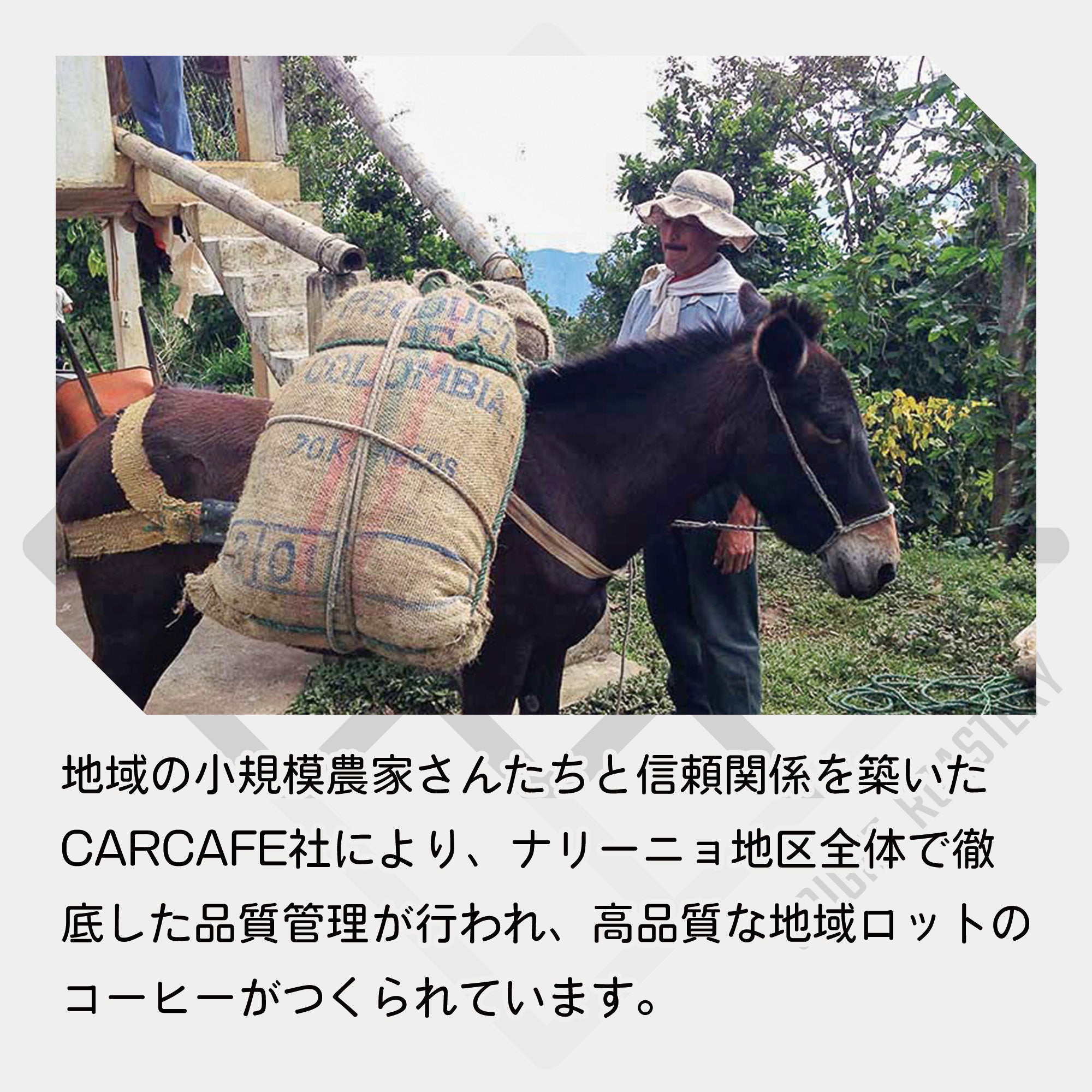 コロンビア ナリーニョ グランホヤ スプレモ コーヒー豆