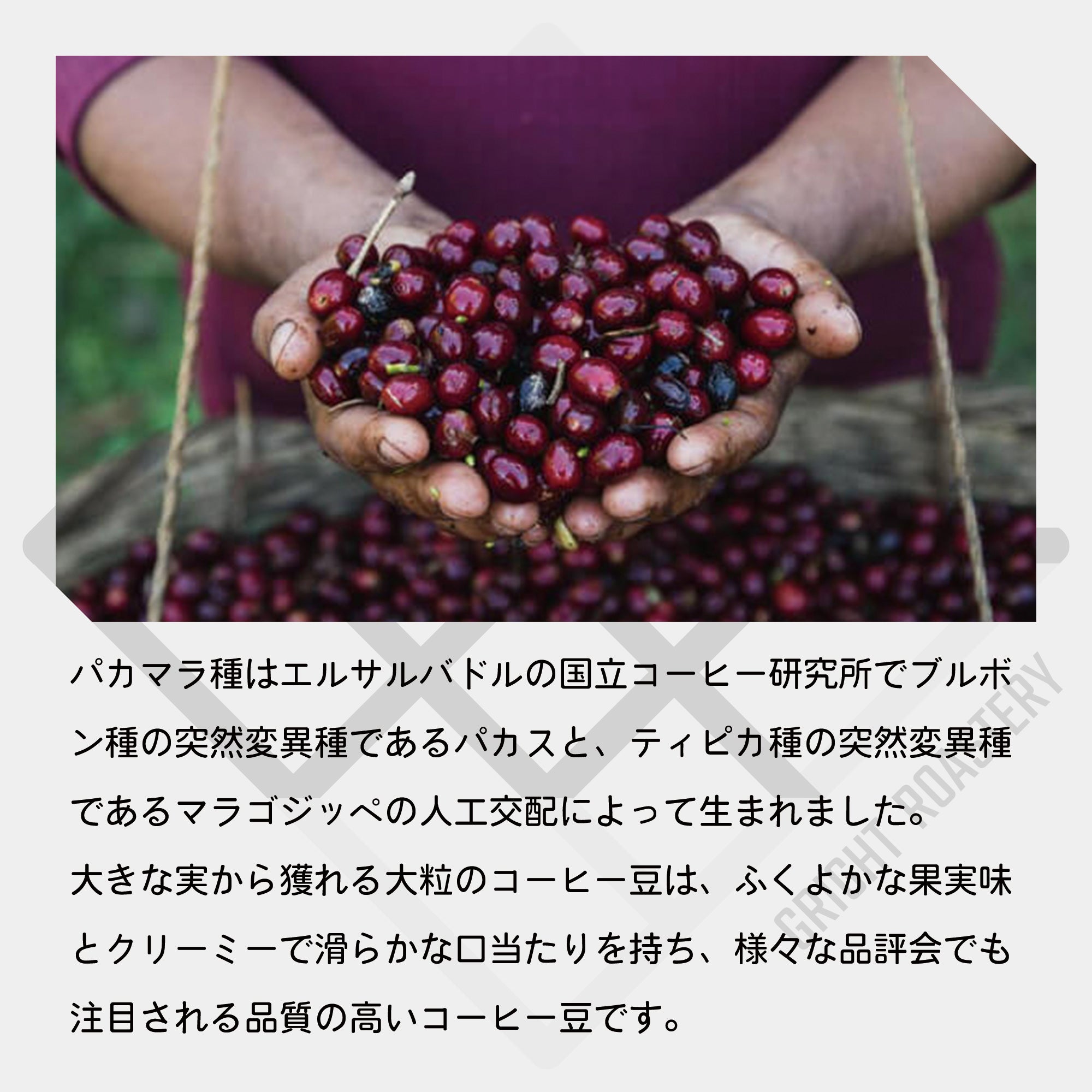 生豆 エルサルバドル ロマ･ラ･グロリア パカマラ レッドハニー