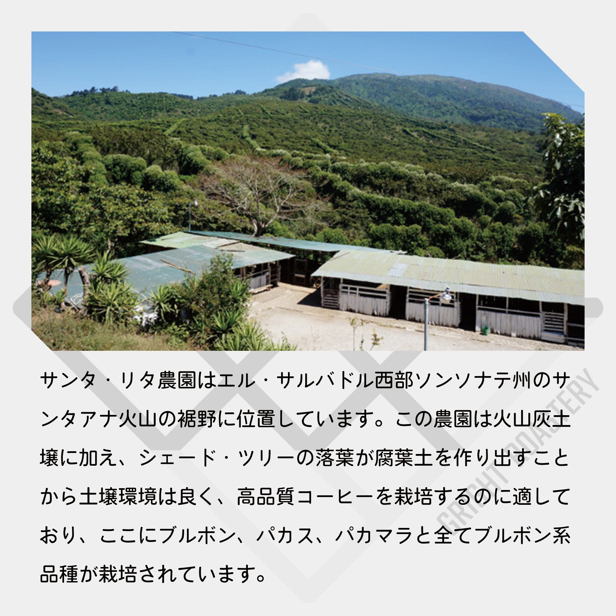 エルサルバドル サンタリタ農園 ブルボン ナチュラル コーヒー豆