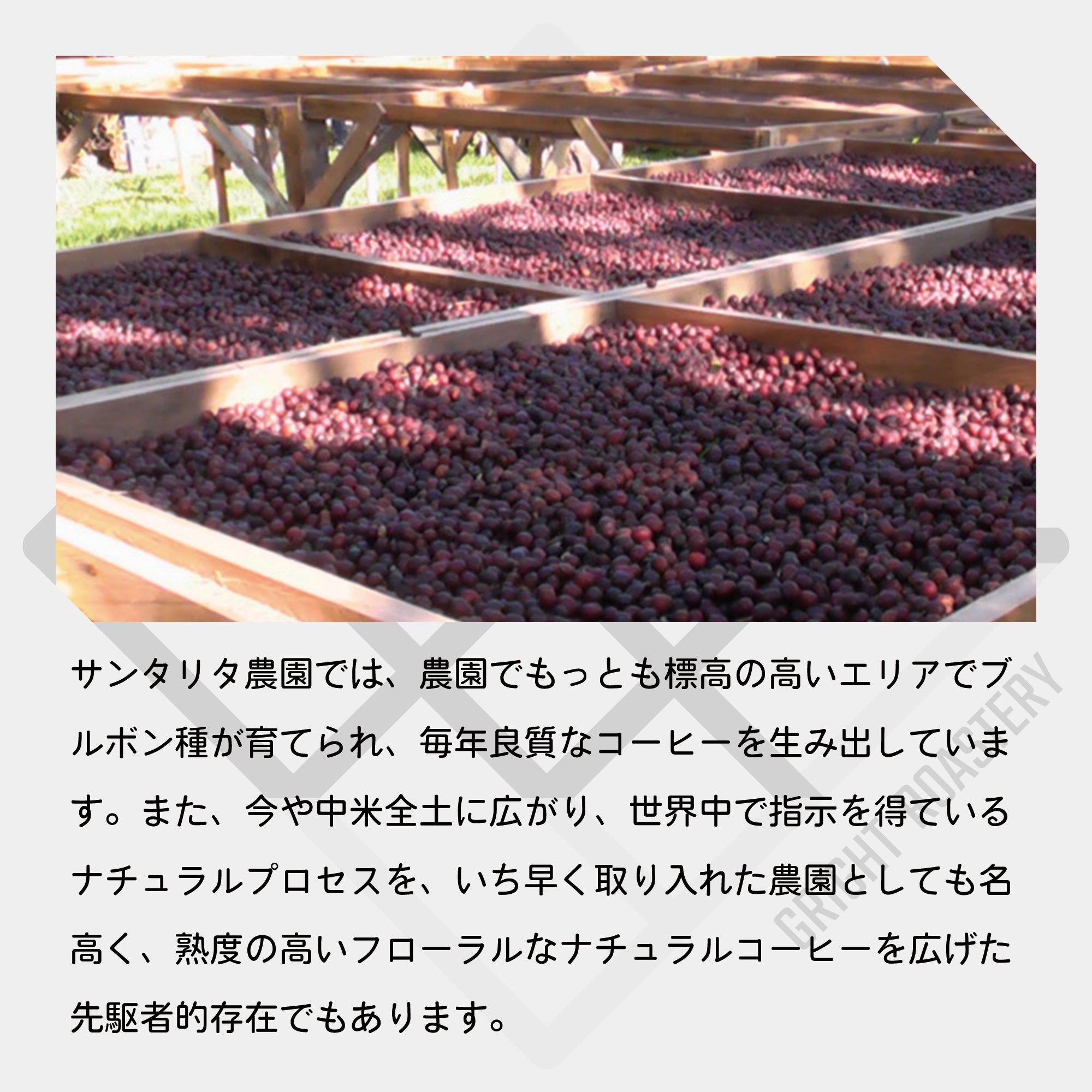 エルサルバドル サンタリタ農園 ブルボン ナチュラル コーヒー豆