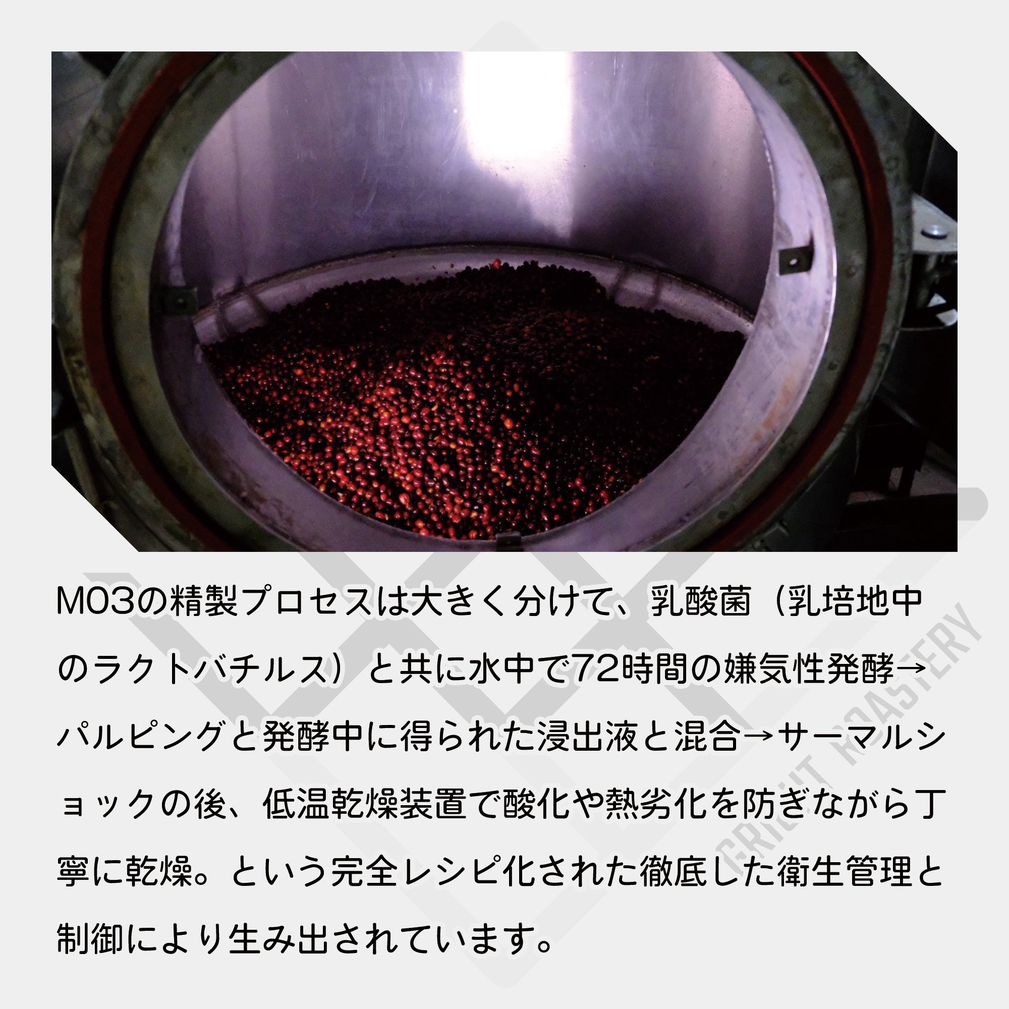 コロンビア エルパライソ農園 M03 ダブルアナエロビック ウォッシュド + サーマルショック &  ラクトバチルス イン ミルクカルチャー ミディアム コーヒー豆