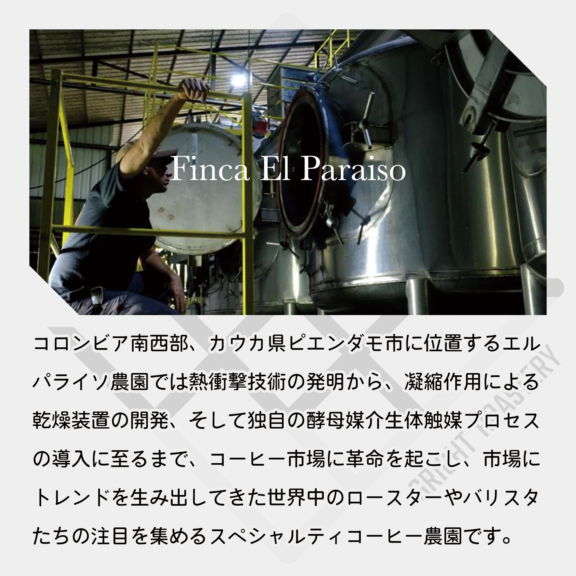 コロンビア エルパライソ農園 ライチピーチ（YN9） ダブルアナエロビック ウォッシュド +サーマルショック &  イーストパライソ イエローフルーツ コーヒー豆