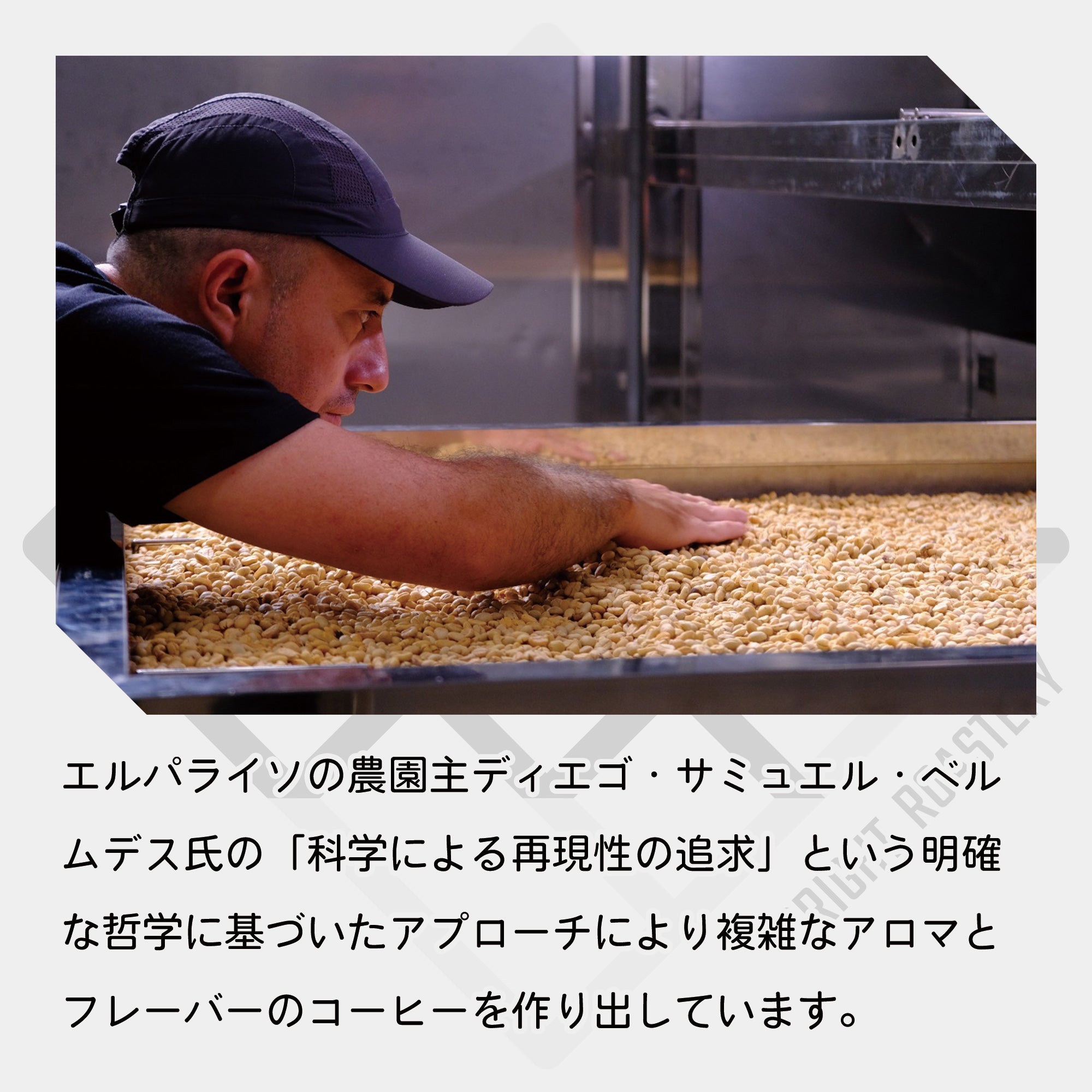 コロンビア エルパライソ農園 ライチピーチ（YN9） ダブルアナエロビック ウォッシュド +サーマルショック &  イーストパライソ イエローフルーツ コーヒー豆