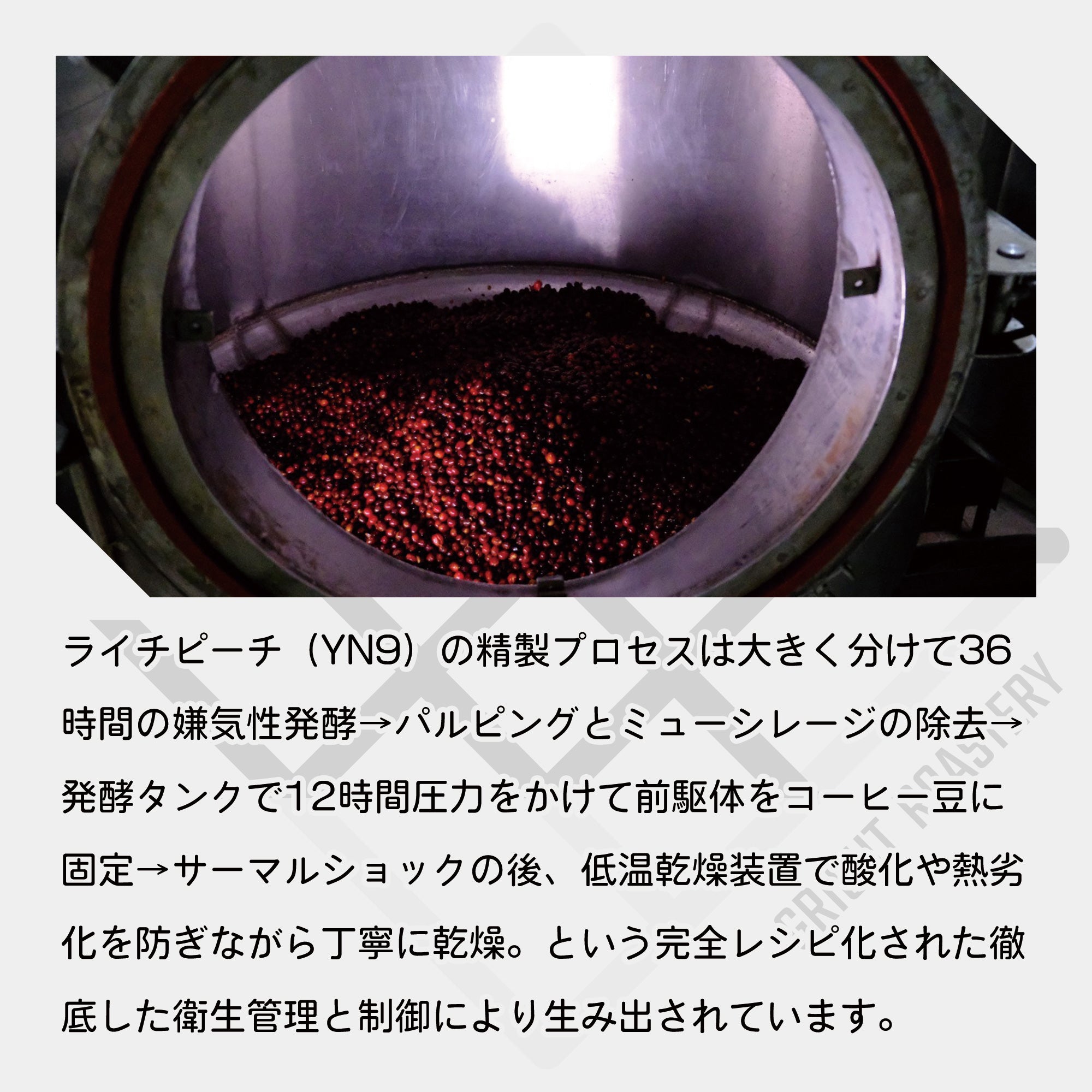 コロンビア エルパライソ農園 ライチピーチ（YN9） ダブルアナエロビック ウォッシュド +サーマルショック &  イーストパライソ イエローフルーツ コーヒー豆