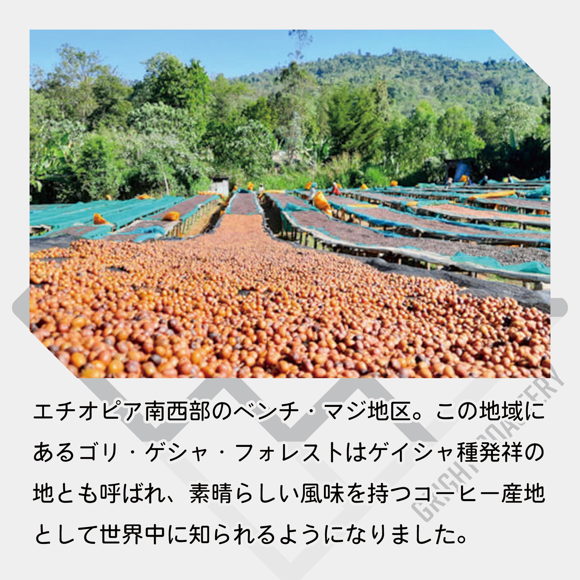 エチオピア ベンチ・マジ G-1 ゲシャ・カルマチ農園 ナチュラル