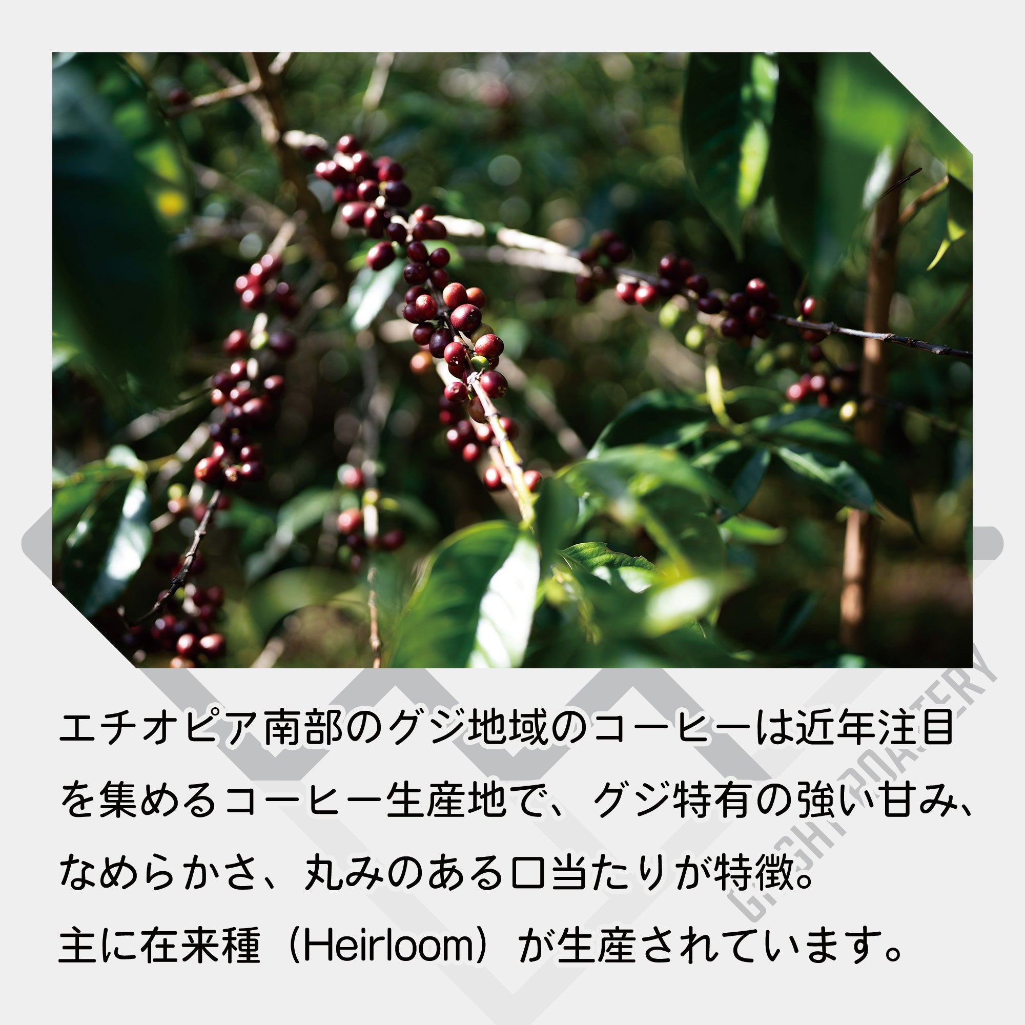 エチオピア グジ ディムトゥ G-1 ナチュラル コーヒー豆