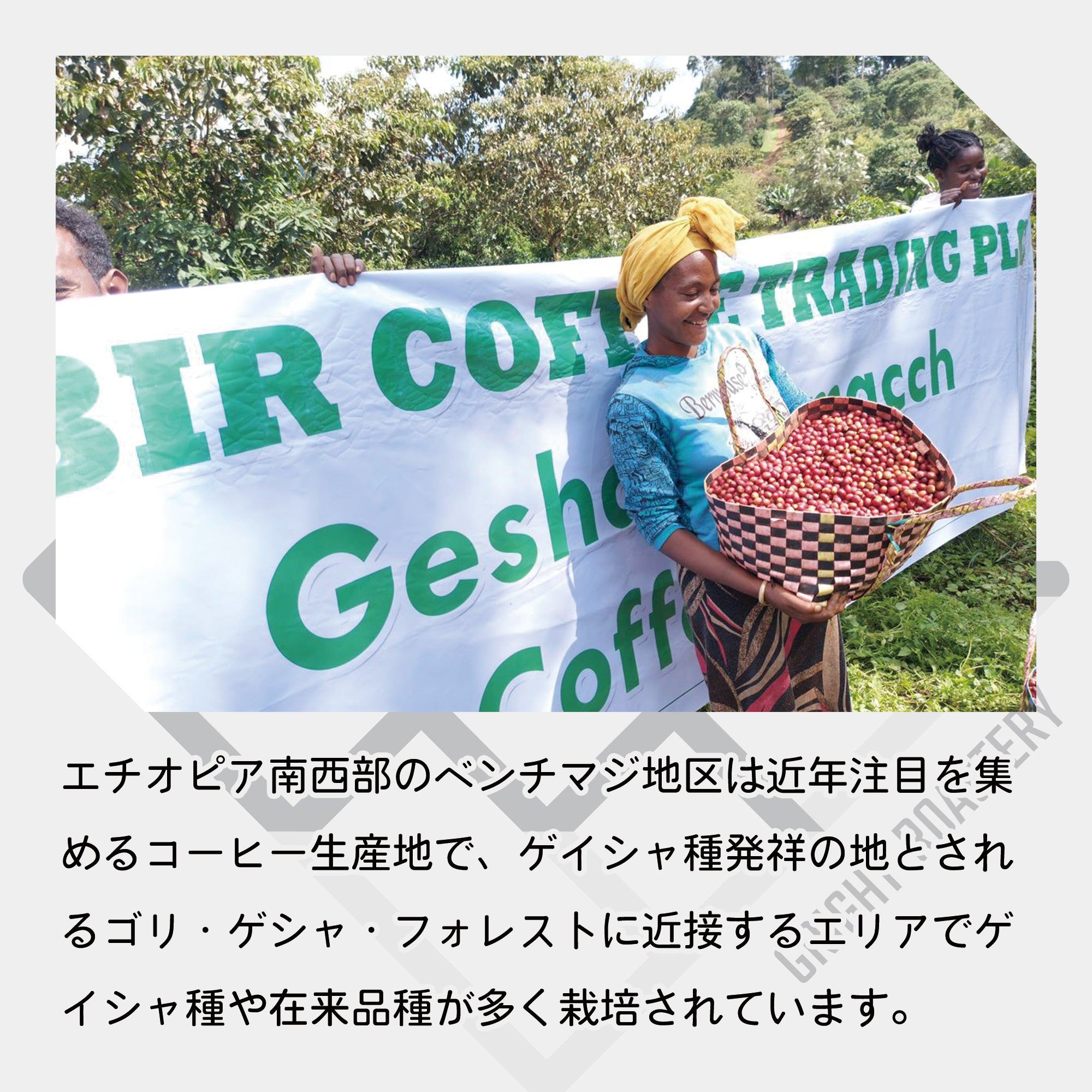 エチオピア ベンチマジ ホワイトリリー ゲイシャ G1 ウォッシュド コーヒー豆