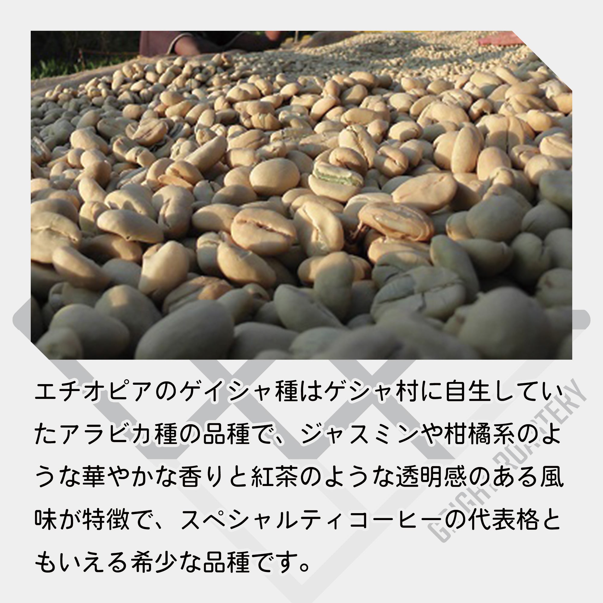 生豆 エチオピア ベンチマジ ホワイトリリー ゲイシャ G1 ウォッシュド