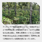 グァテマラ アンティグア アゾテア農園 ブルボンSHB コーヒー豆