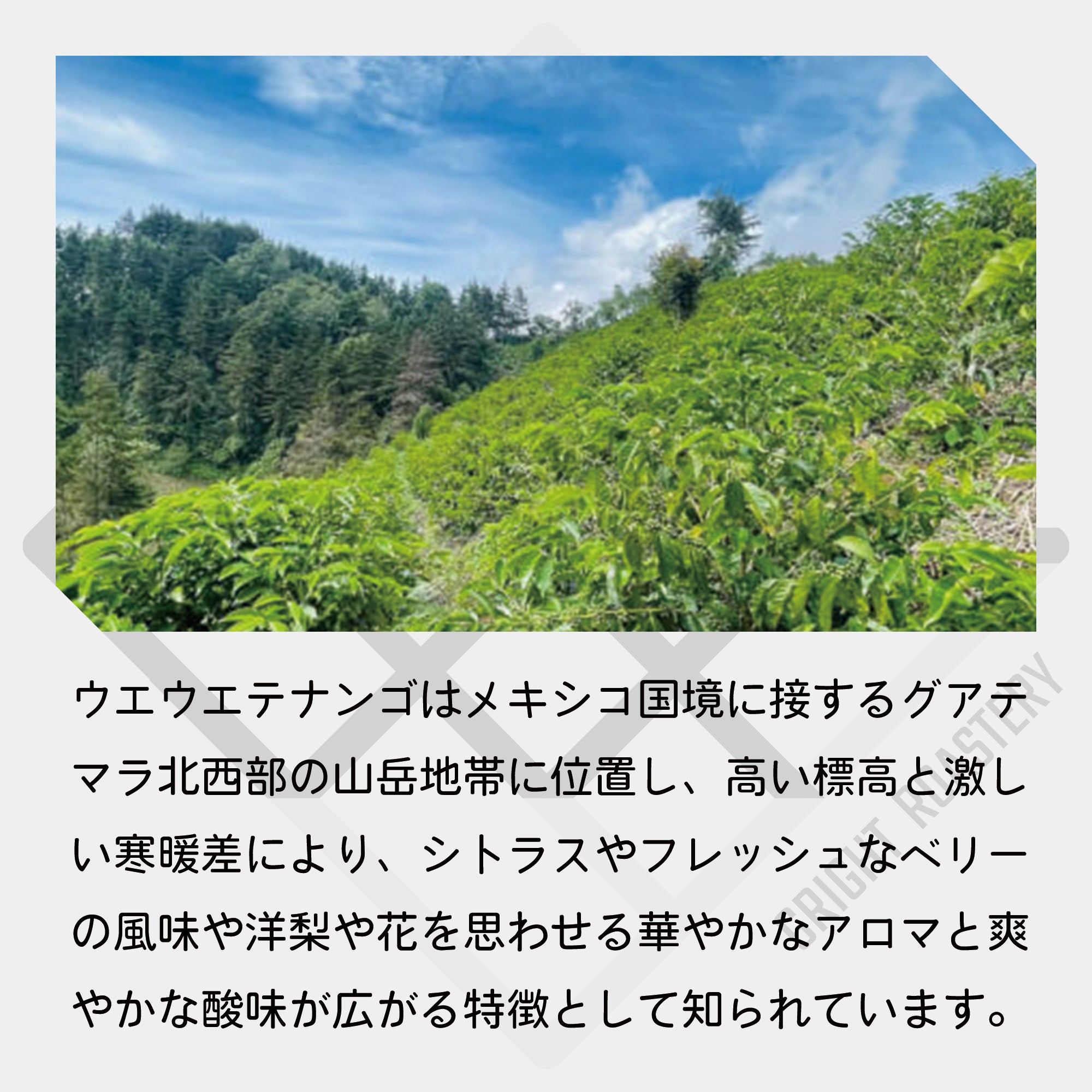 生豆 グアテマラ ヴィスタ・アル・ボスケ農園 フリーウォッシュド