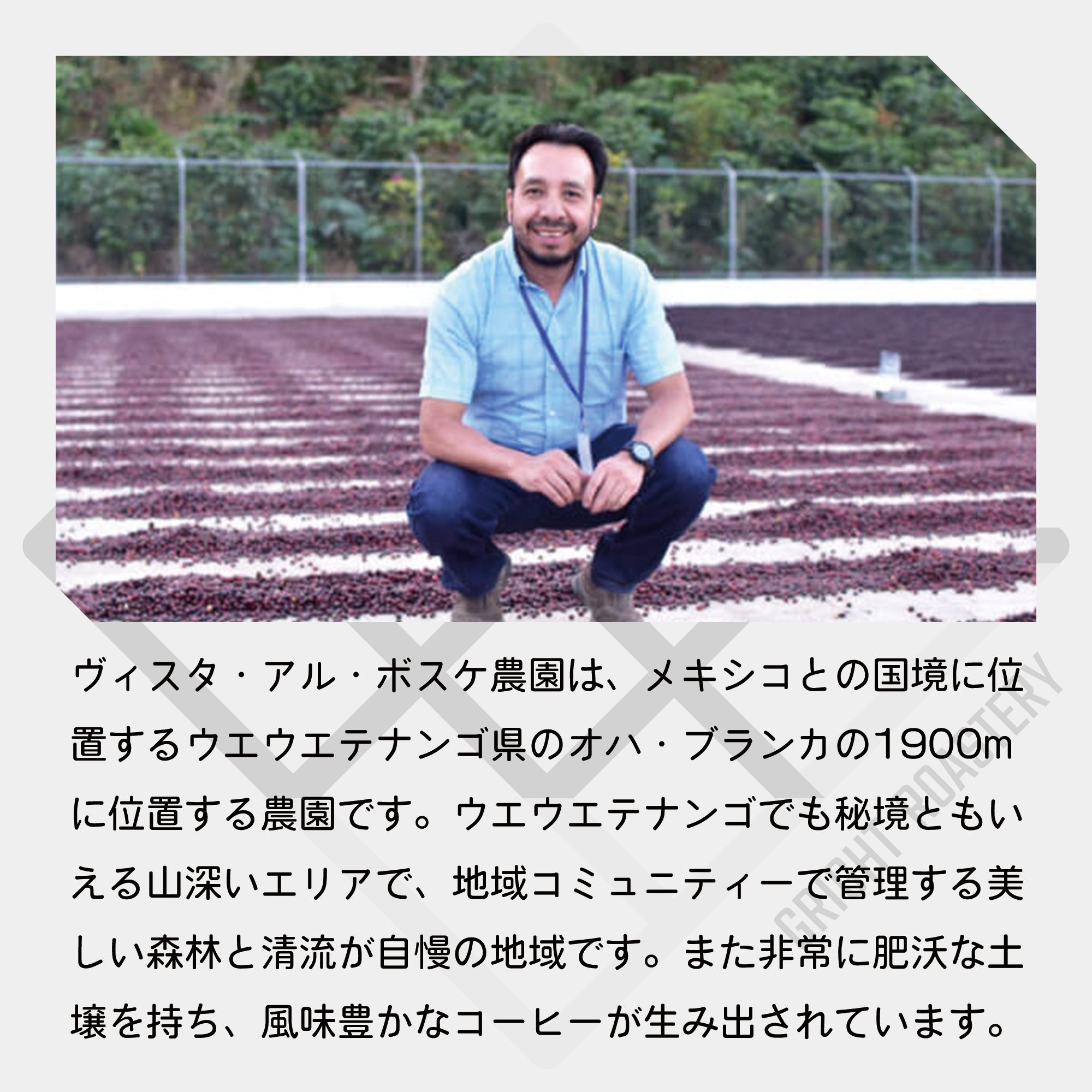 生豆 グアテマラ ヴィスタ・アル・ボスケ農園 フリーウォッシュド