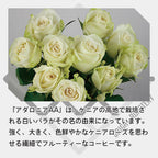 ケニア アダロニア AA ウォッシュド コーヒー豆