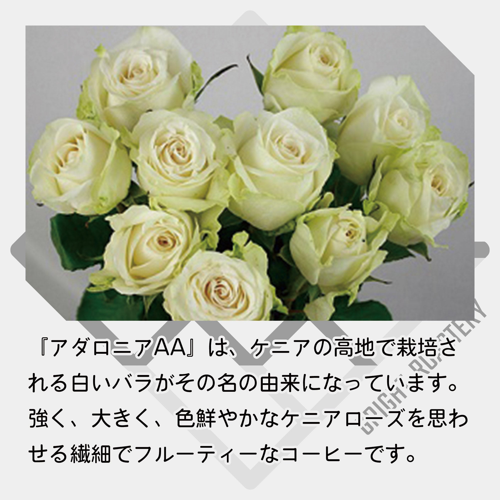 ケニア アダロニア AA ウォッシュド コーヒー豆