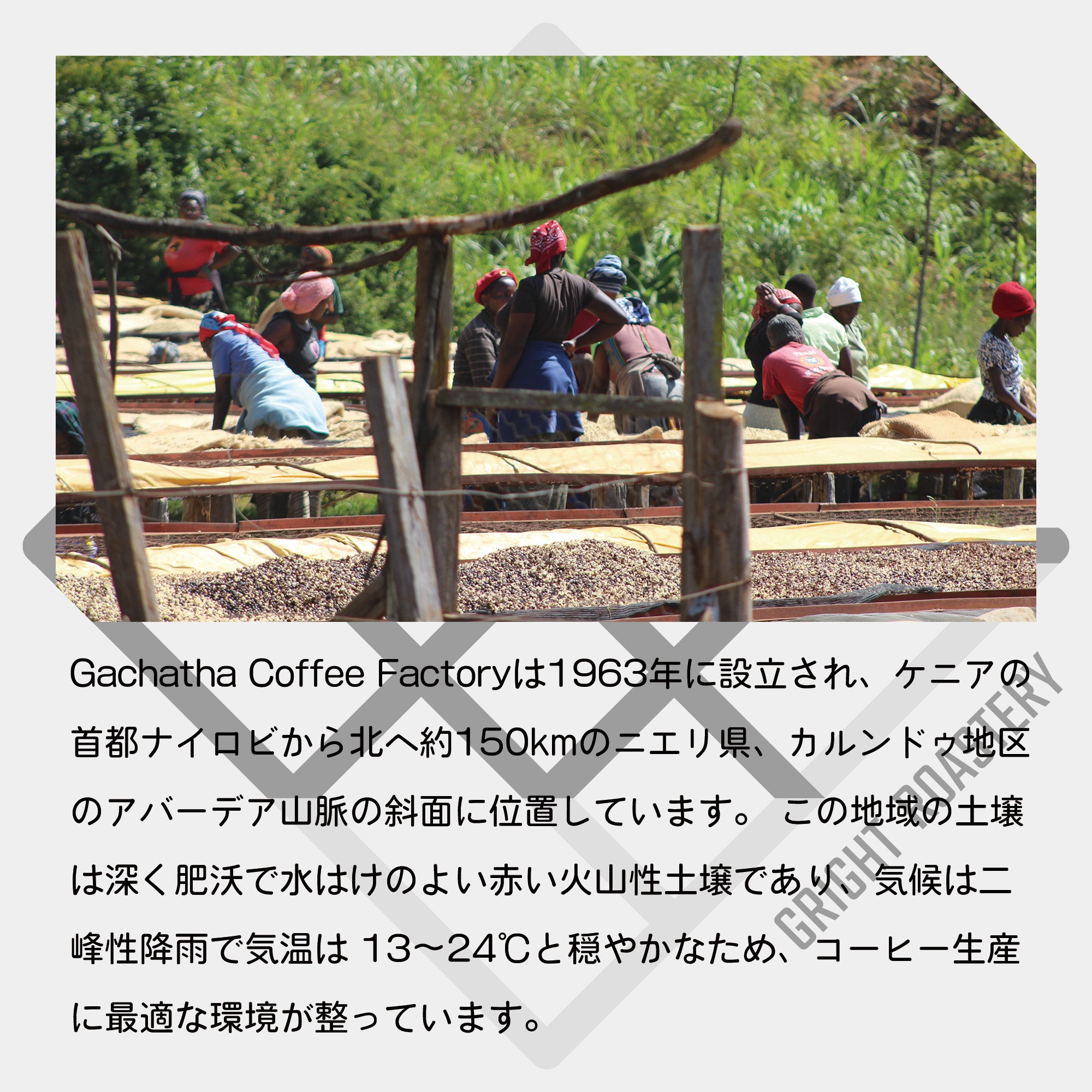 ケニア アダロニア AA ウォッシュド コーヒー豆